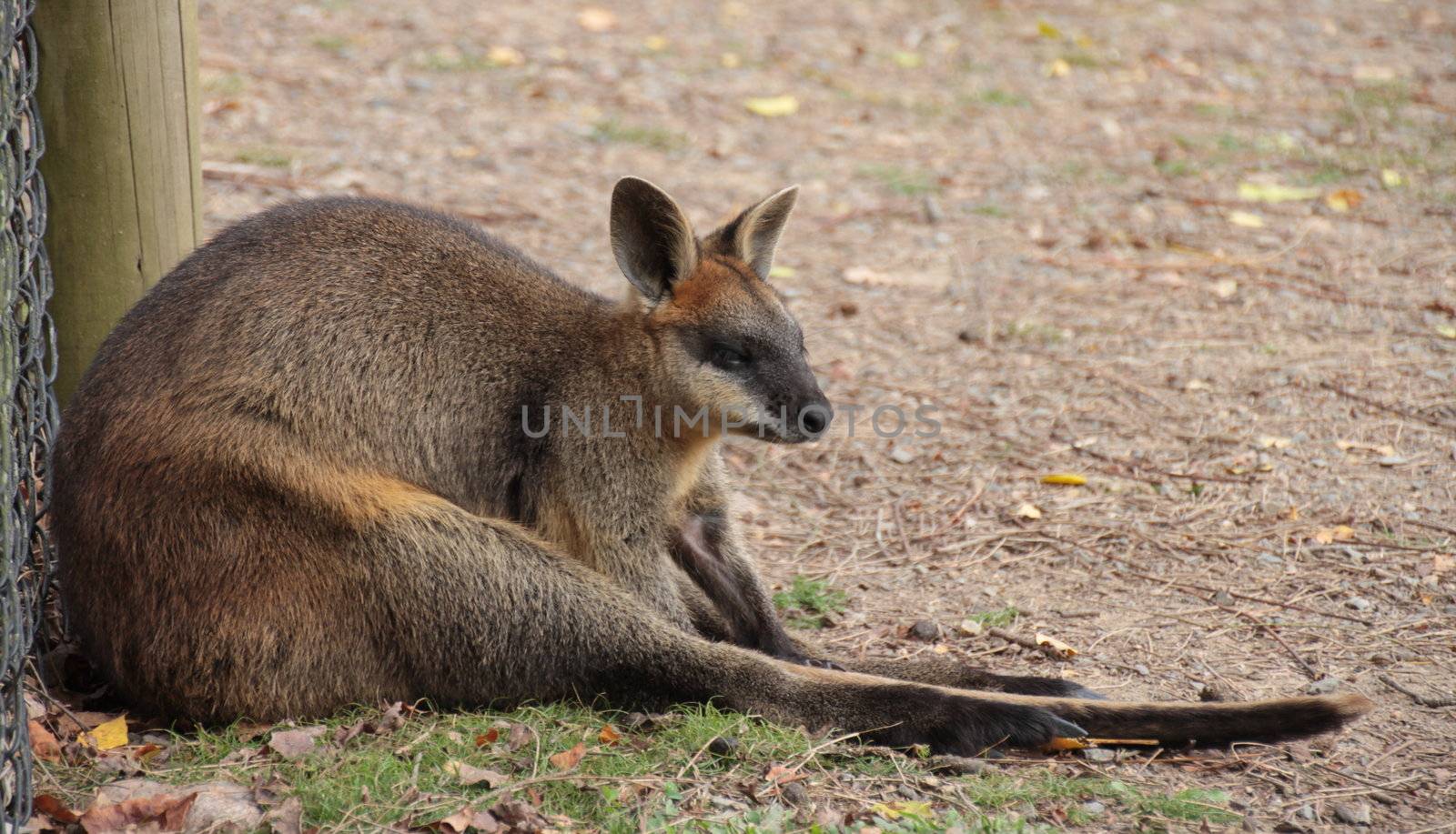 Full body side profile of a small Australian Wallaby sitting on the ground