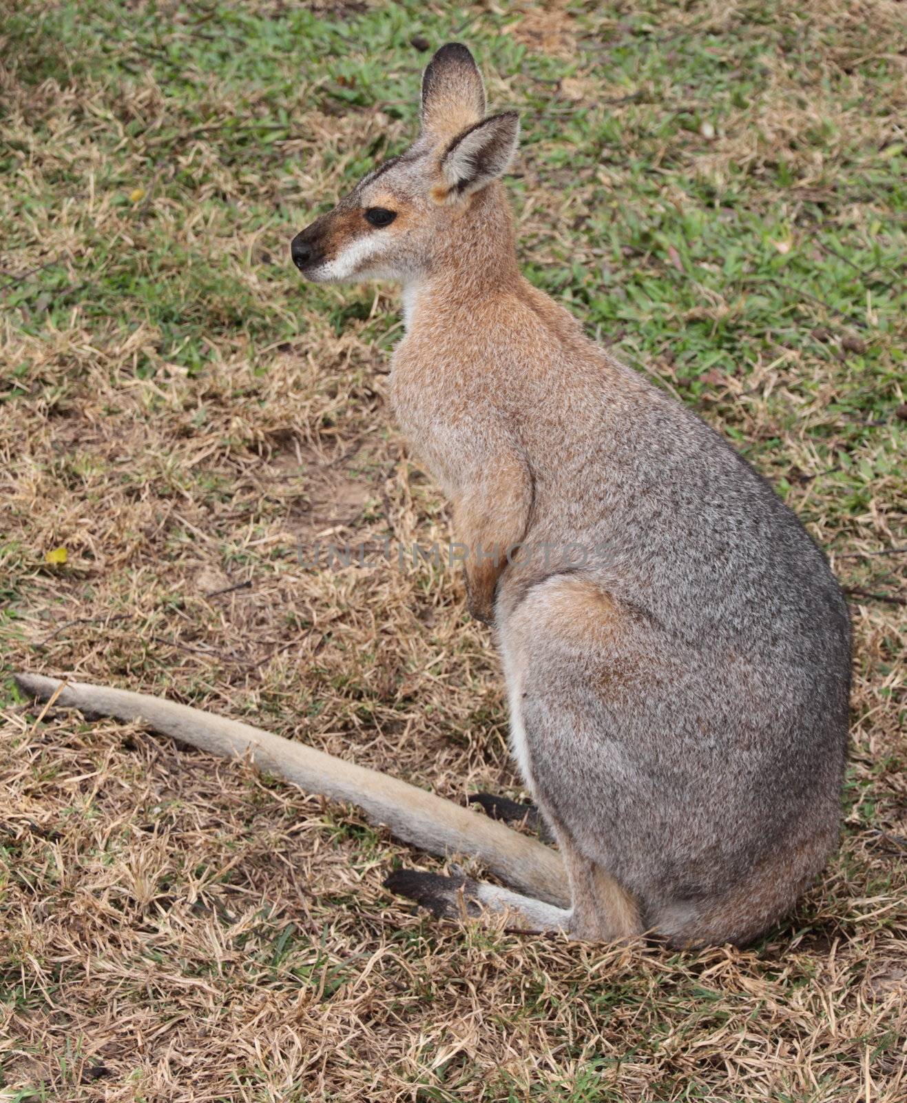 Full body side profile of a small Australian Wallaby sitting on the ground