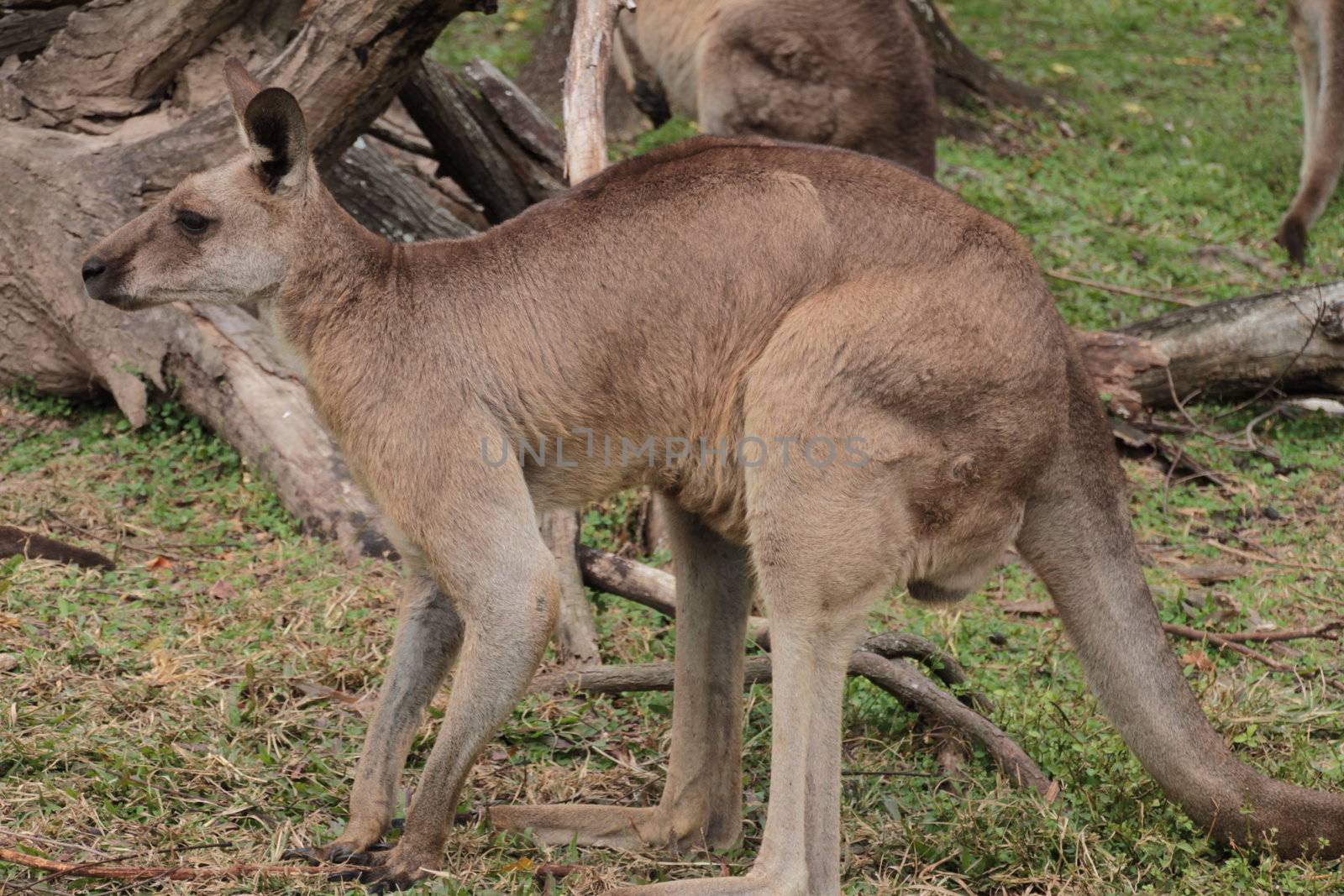 Australian Kangaroo by KirbyWalkerPhotos