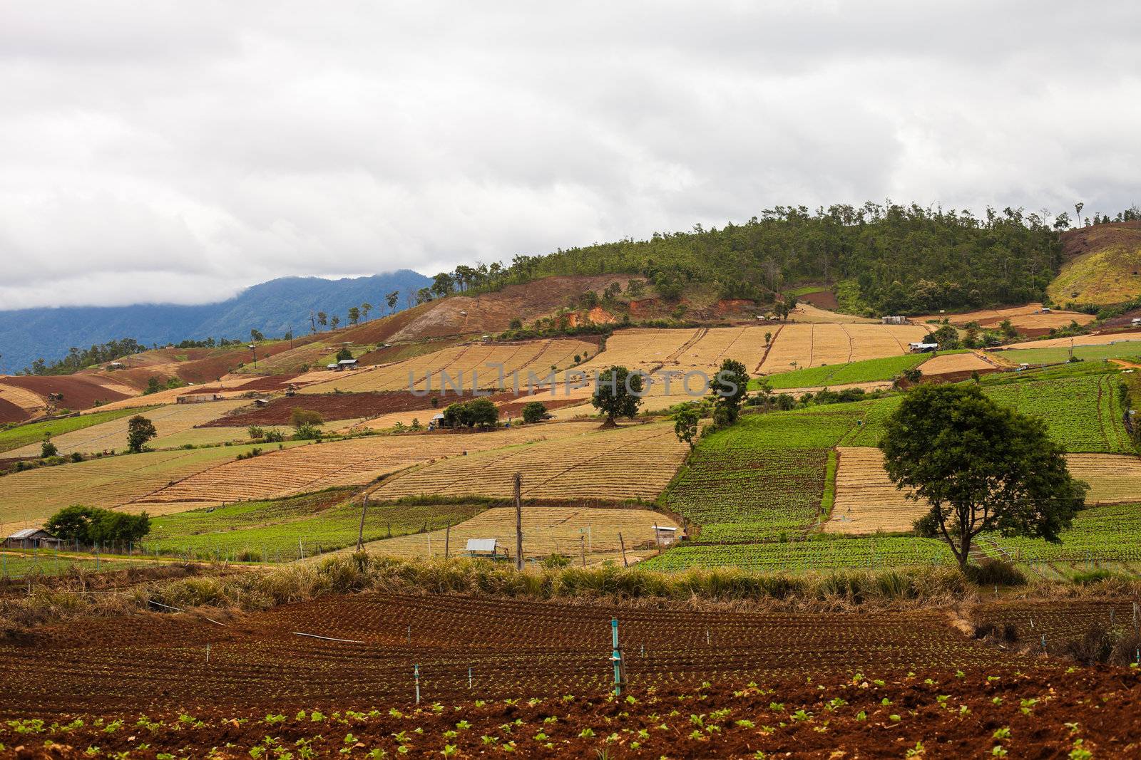 mountain valley of northern Thailand  in cloudy weather