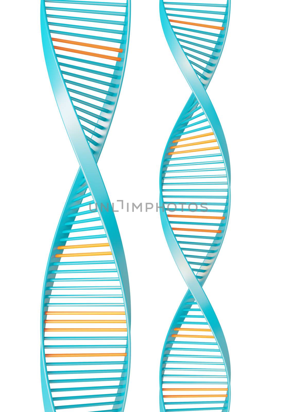 dna isolated on white background