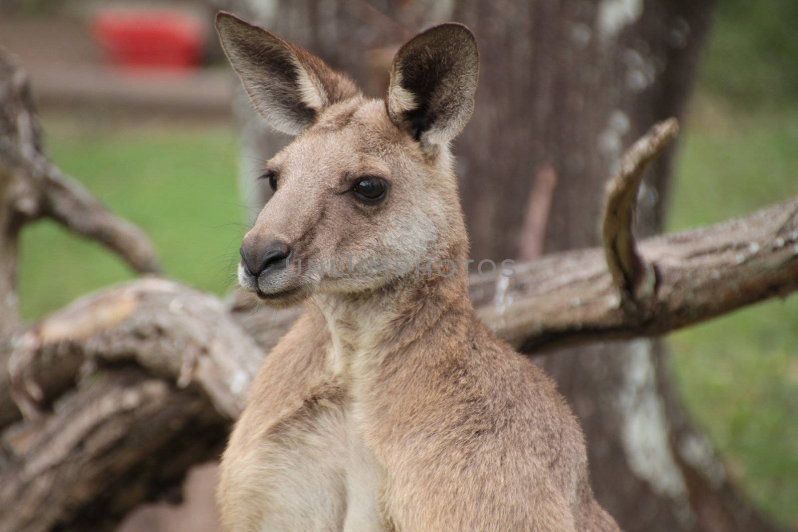 Side profile head shot of a large male Australian Kangaroo