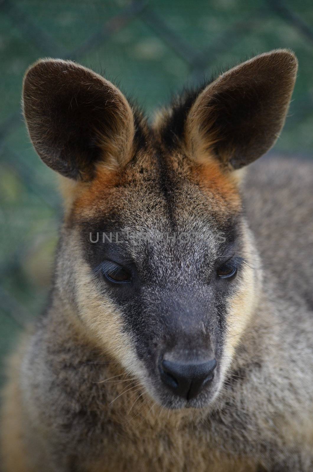 Small Australian Wallabu by KirbyWalkerPhotos