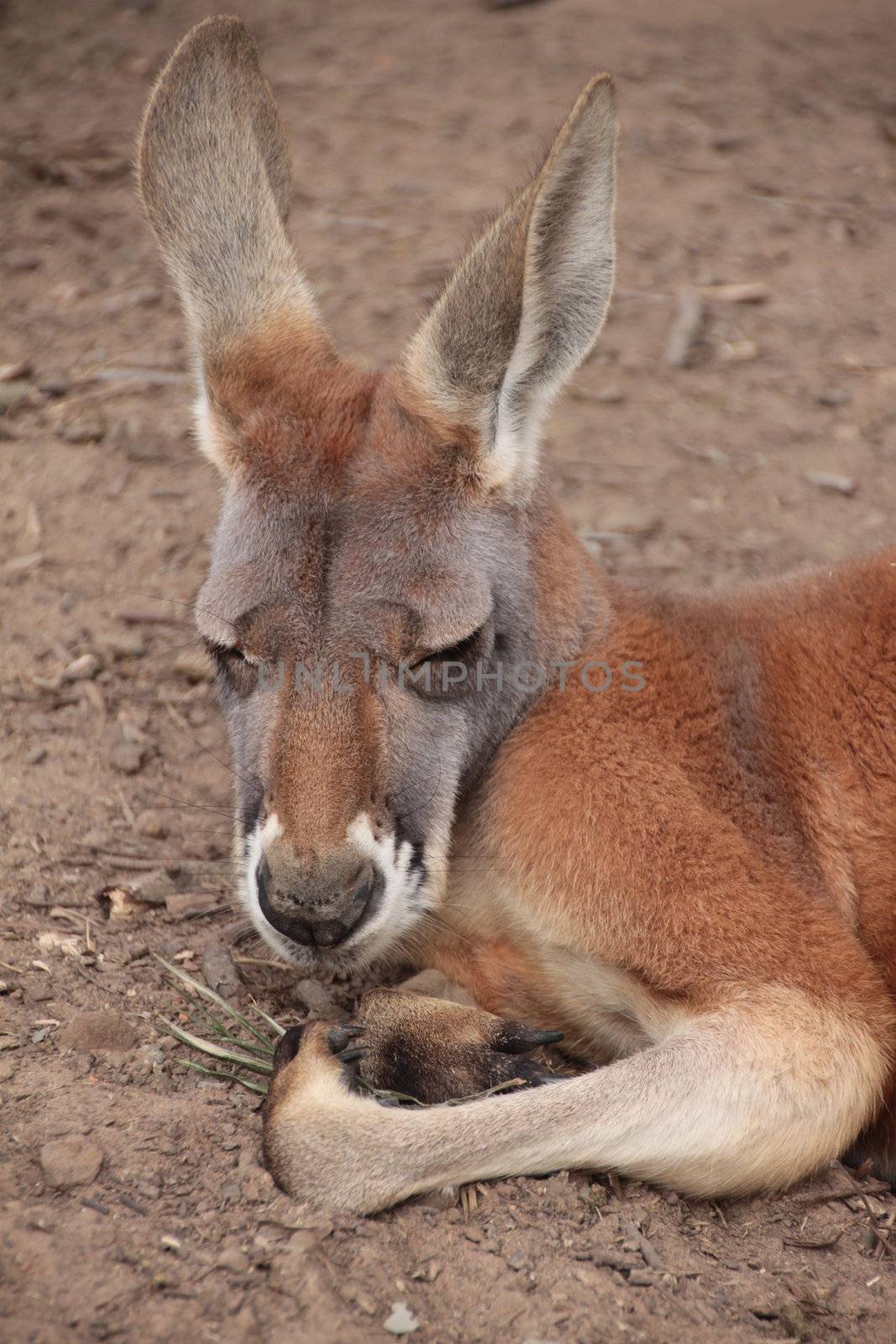 Side profile head shot of a red and grey Australian Kangaroo resting