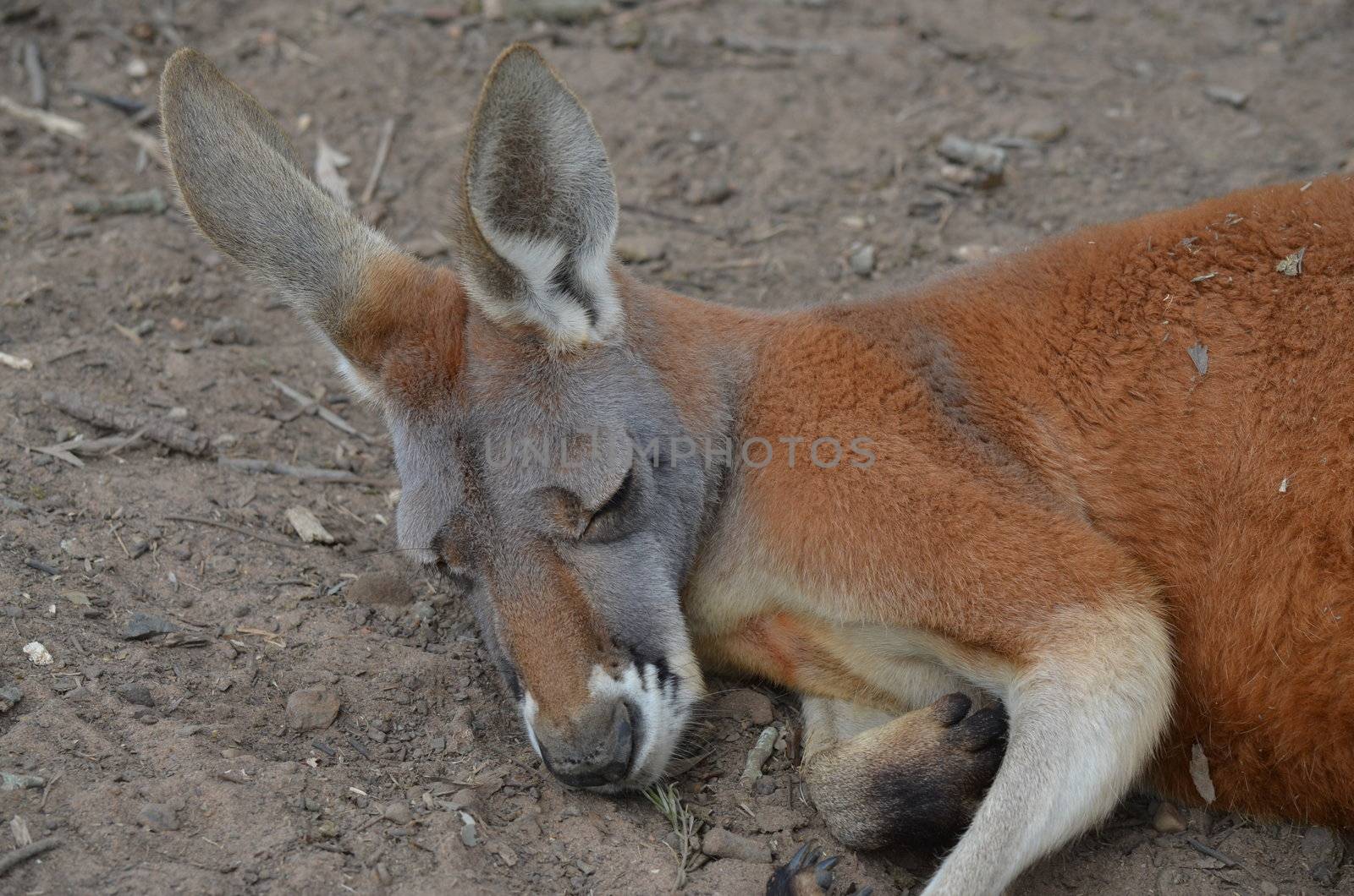 Side profile head shot of a red and grey Australian Kangaroo resting