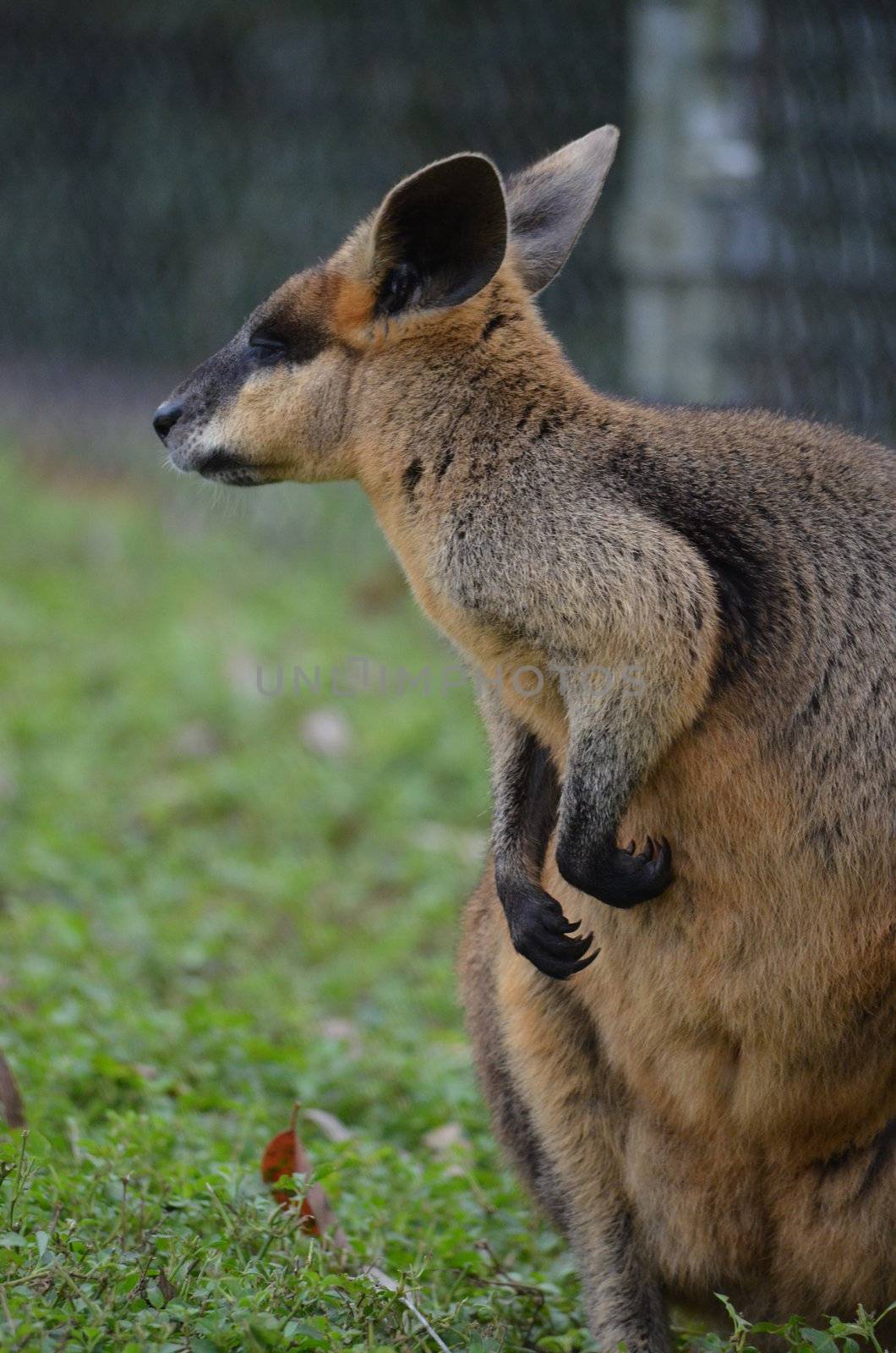 Side profile of a small Australian Wallaby standing