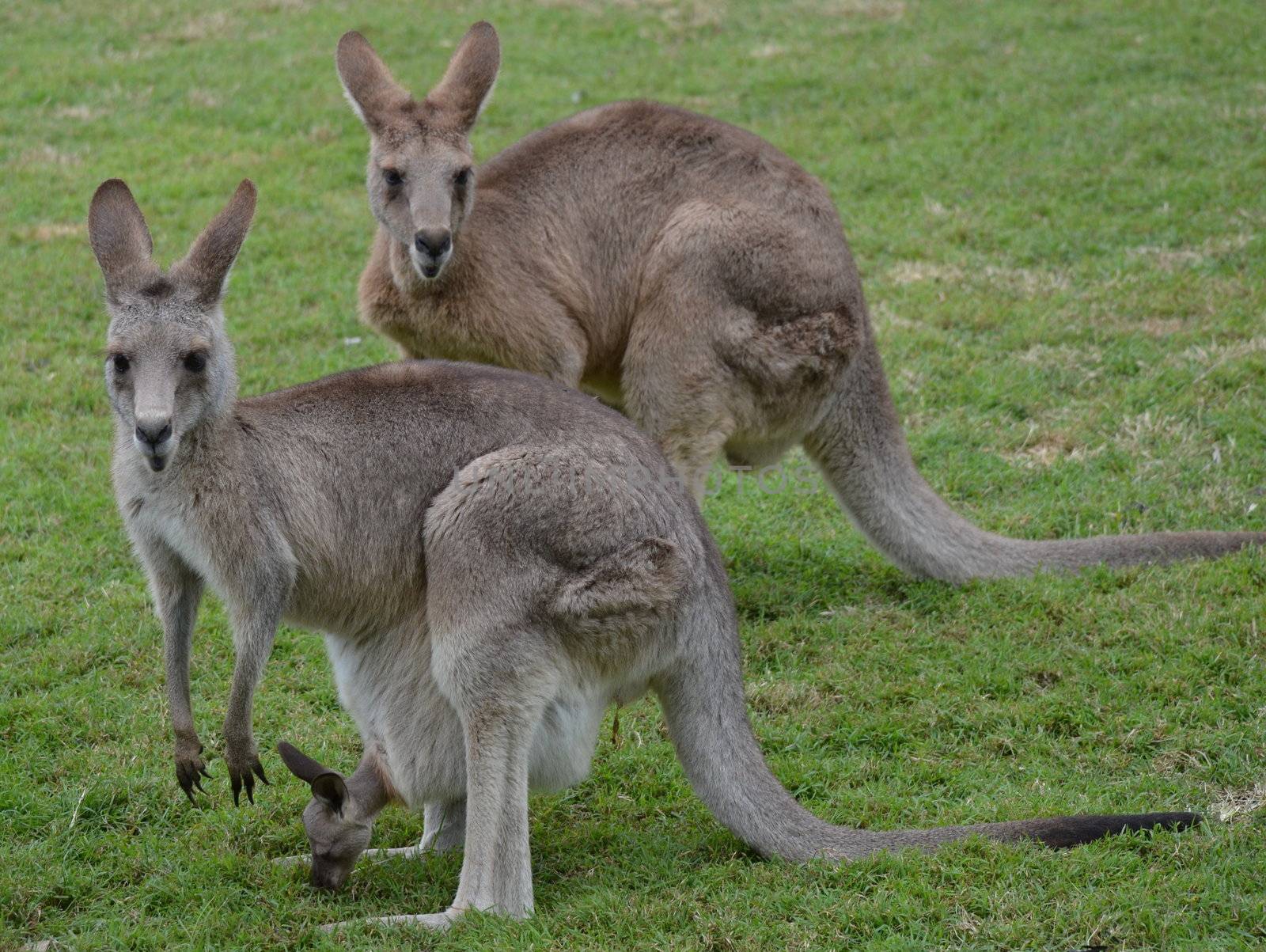 Two Australian Kangaroos with baby joey in pouch by KirbyWalkerPhotos