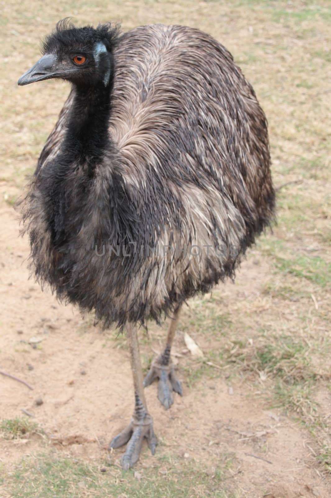 Full body front shot of an Australian Emu