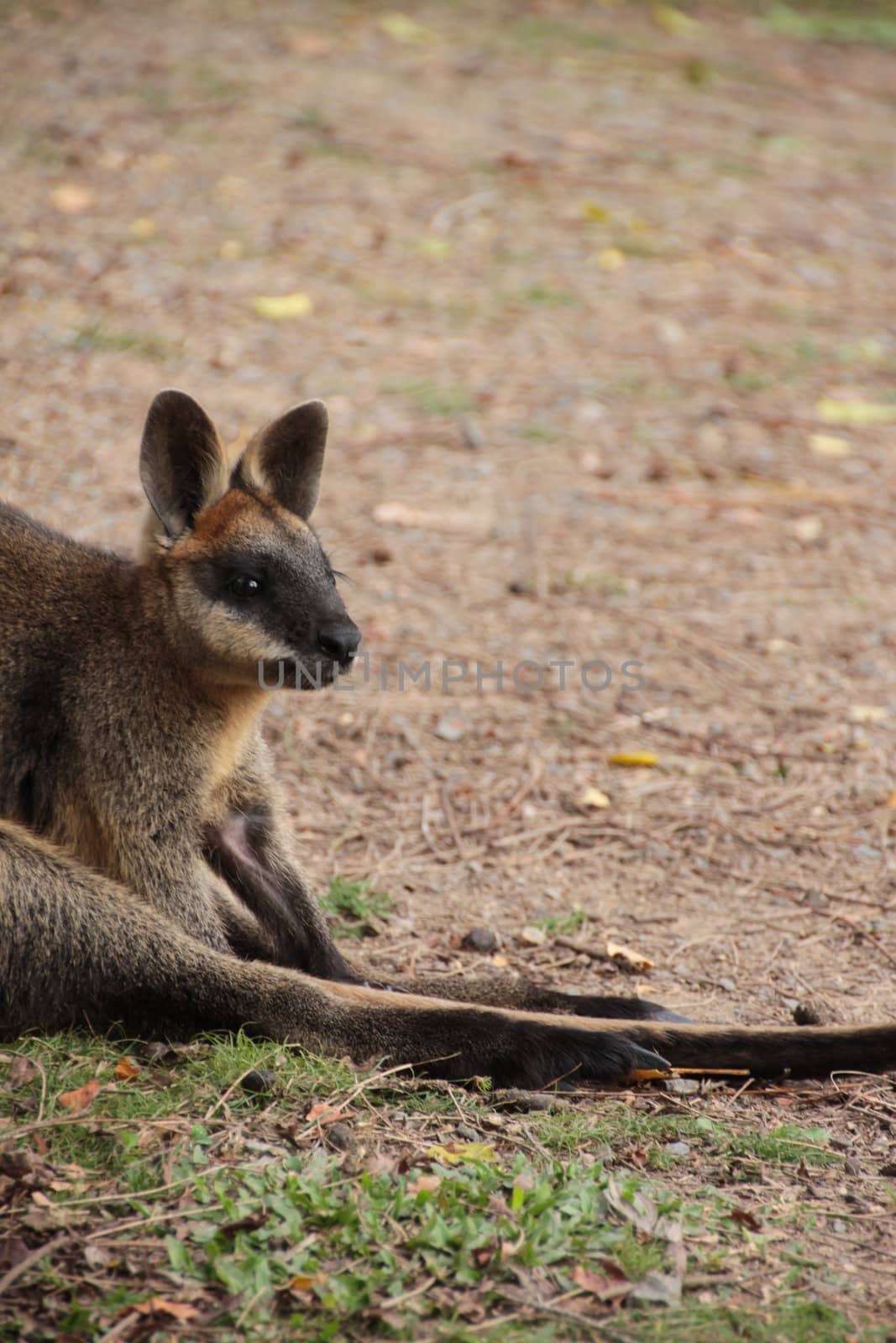 Side profile half body shot of a small Australian Wallaby