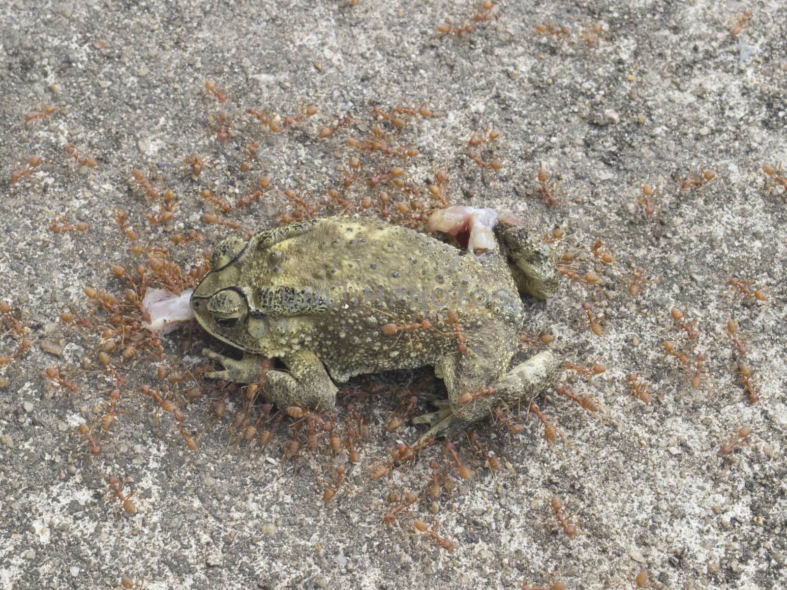 Red ant eating dead toad on the ground