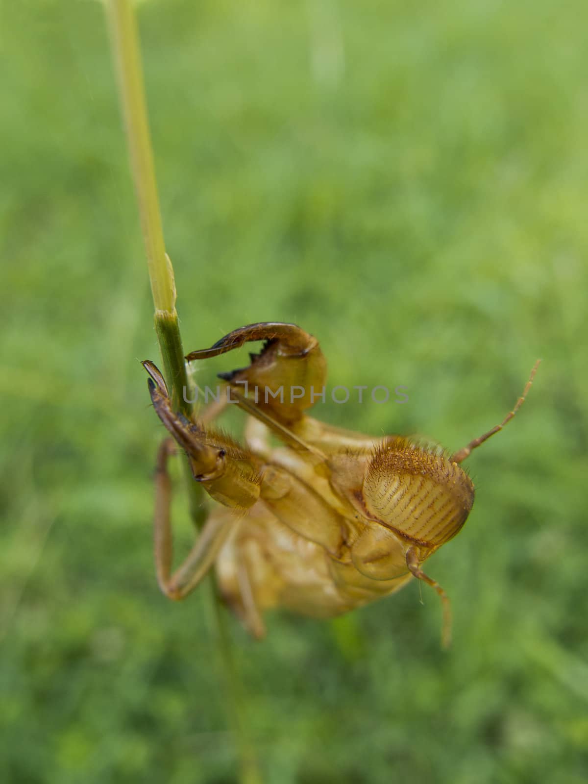 Cicada nymphal skin attached on grass