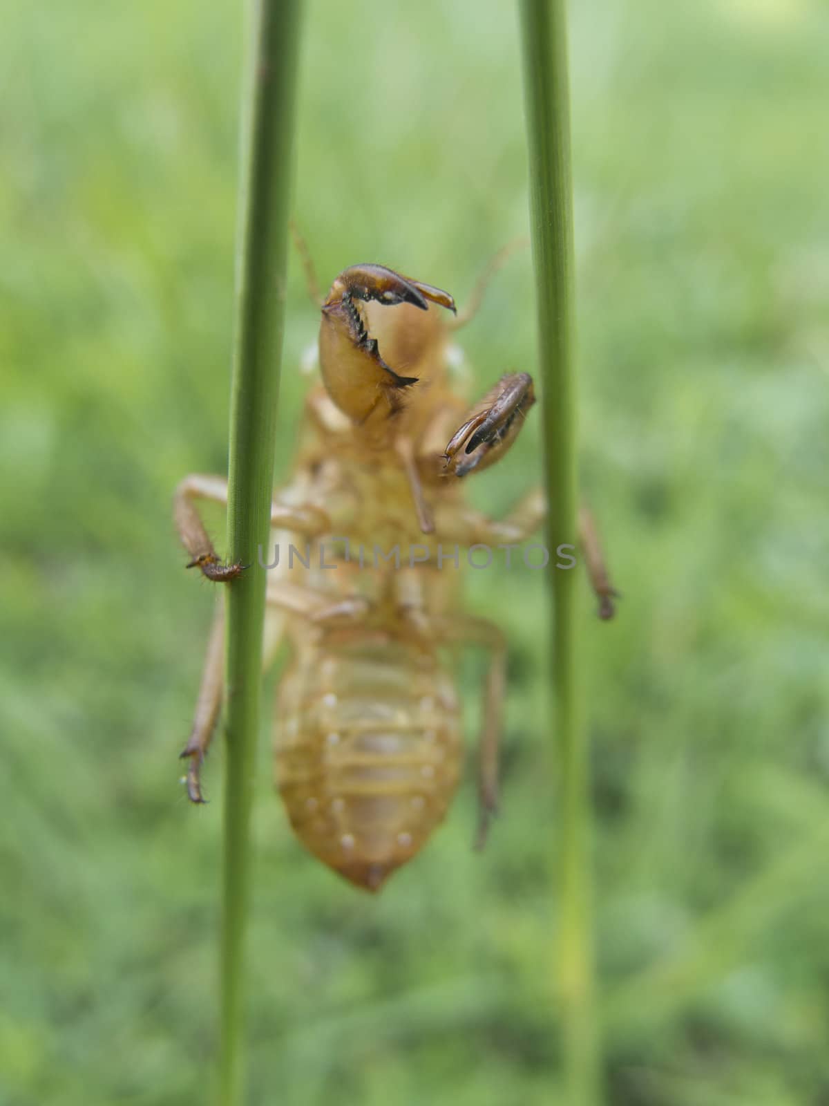 Empty cicada shell, Cicada molt on grass, Shallow focus