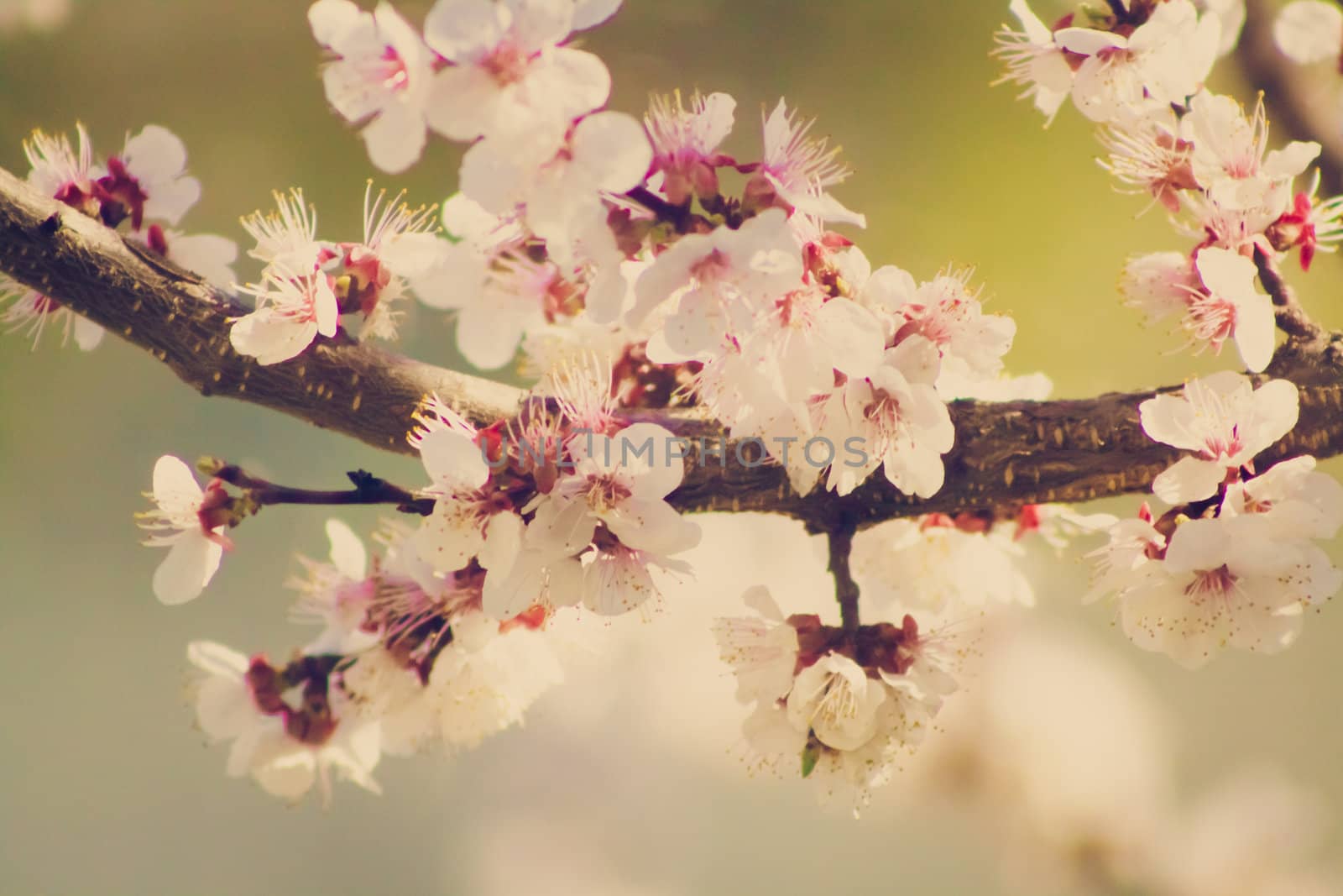 Branch with pink cherry blossoms  by ryhor