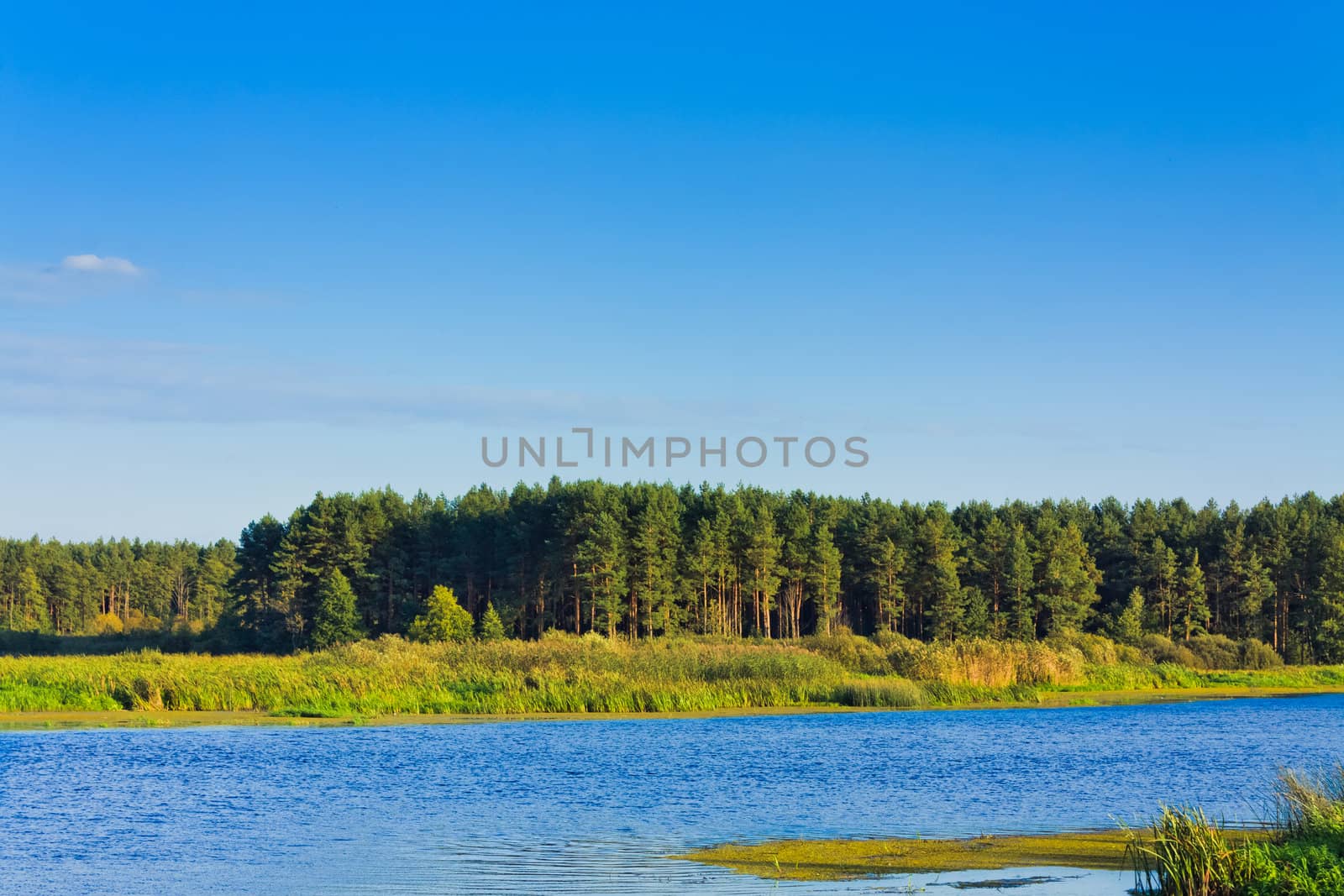 The river with a quiet current and forest background