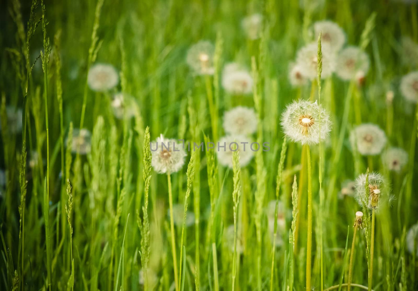 Fresh spring green grass and dandelions by ryhor