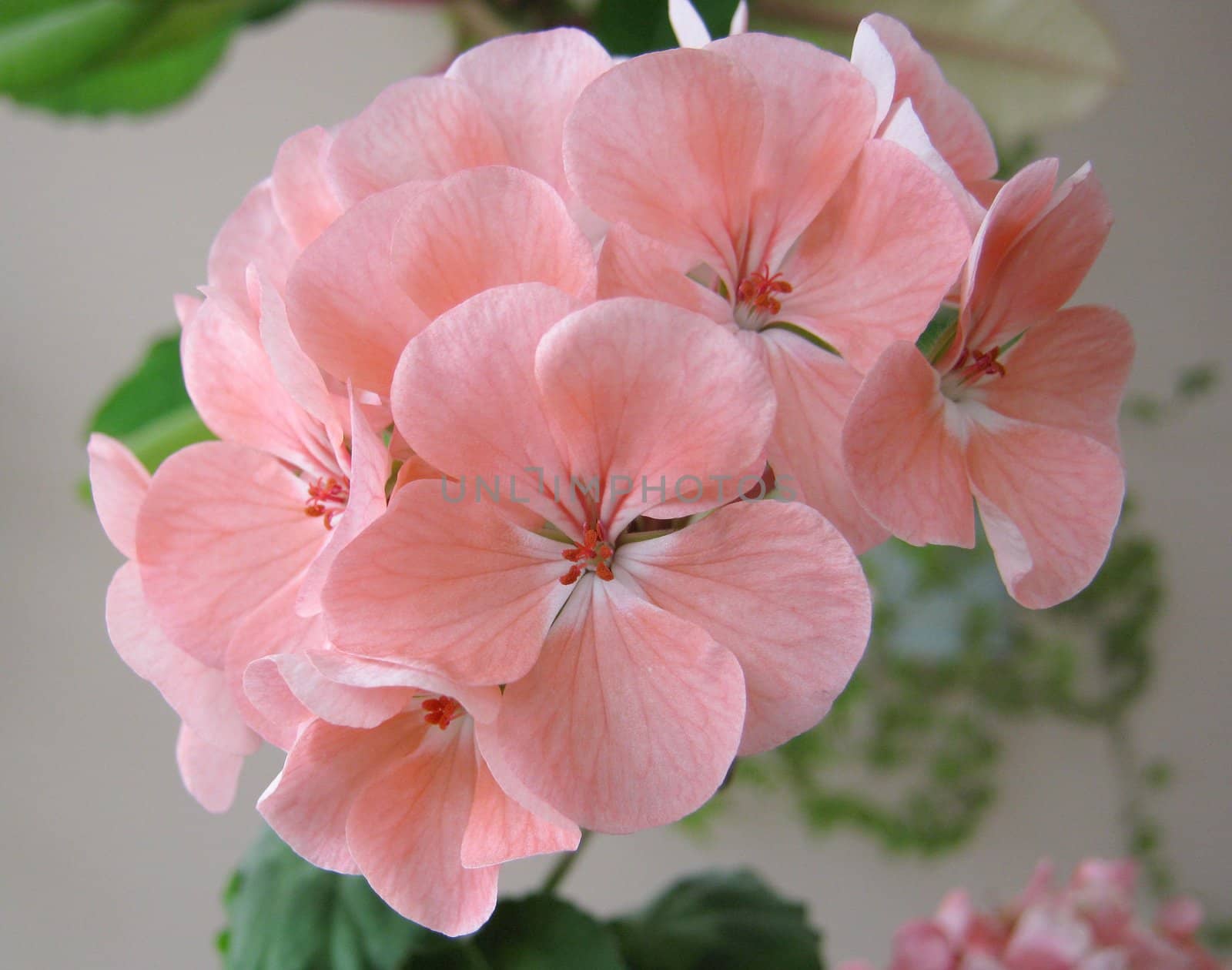 Blossom pink geranium. Shallow DOF.