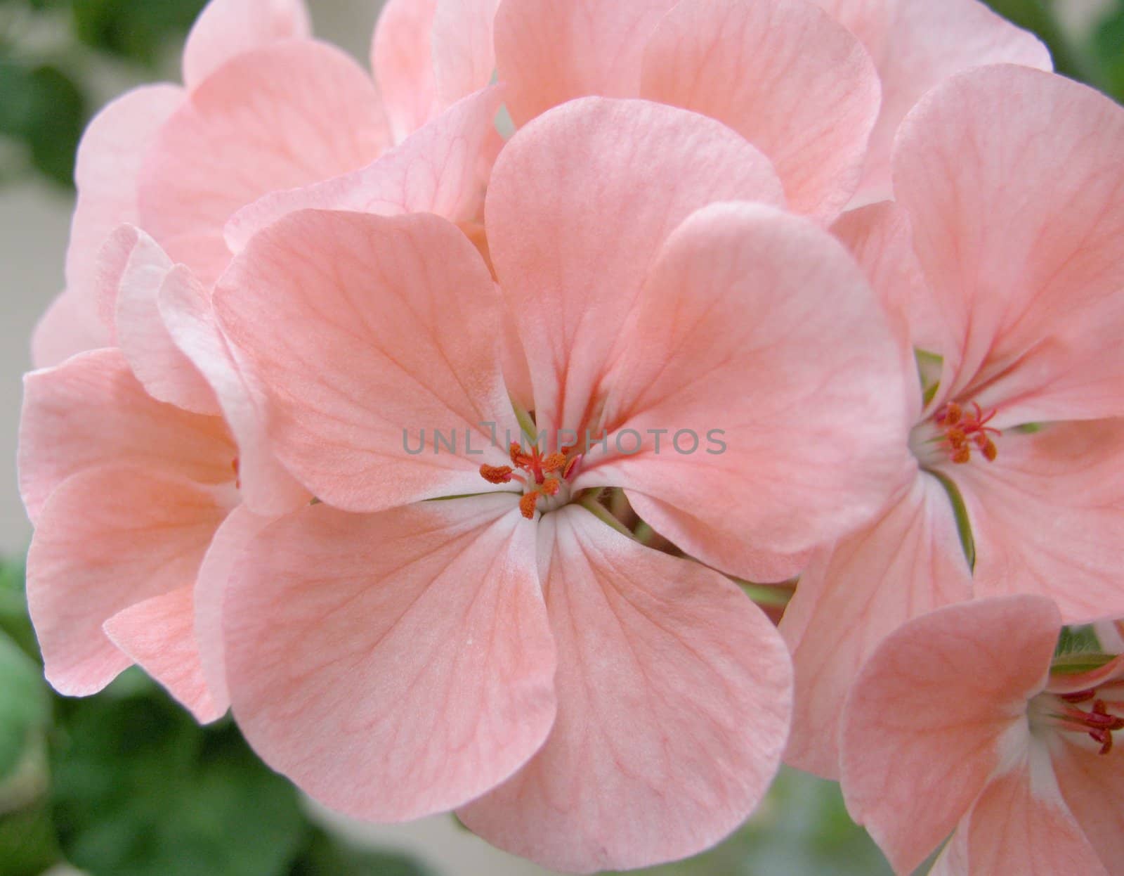 Blossom pink geranium. Shallow DOF.                               