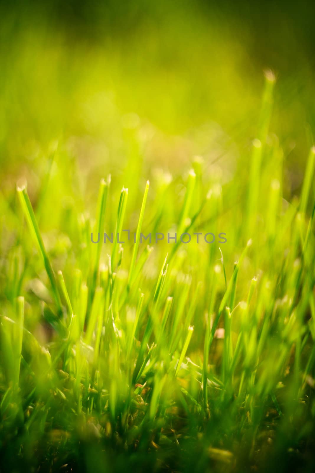 green summer grass in sunlight