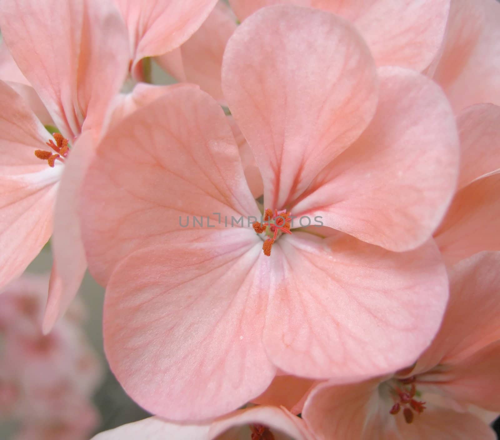 Blossom pink geranium. Shallow DOF.