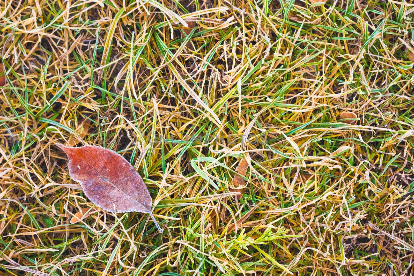 Frost Covered Leaf on a Grassy Background by ryhor