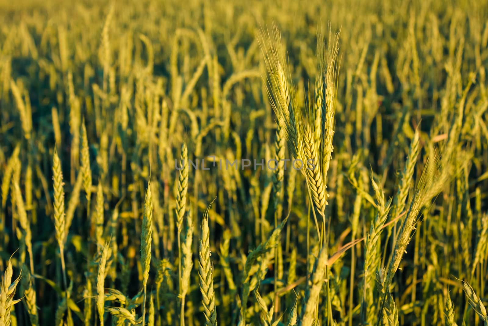 A barley field with shining green barley ears in early summer