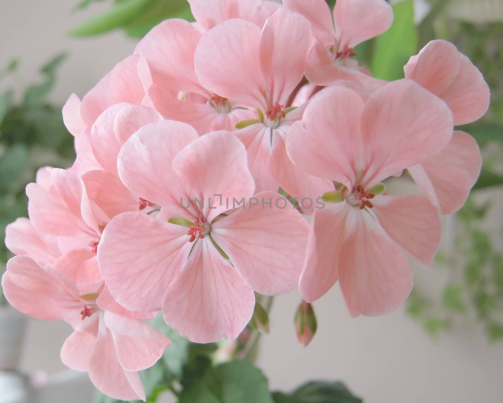 Blossom pink geranium. Shallow DOF.