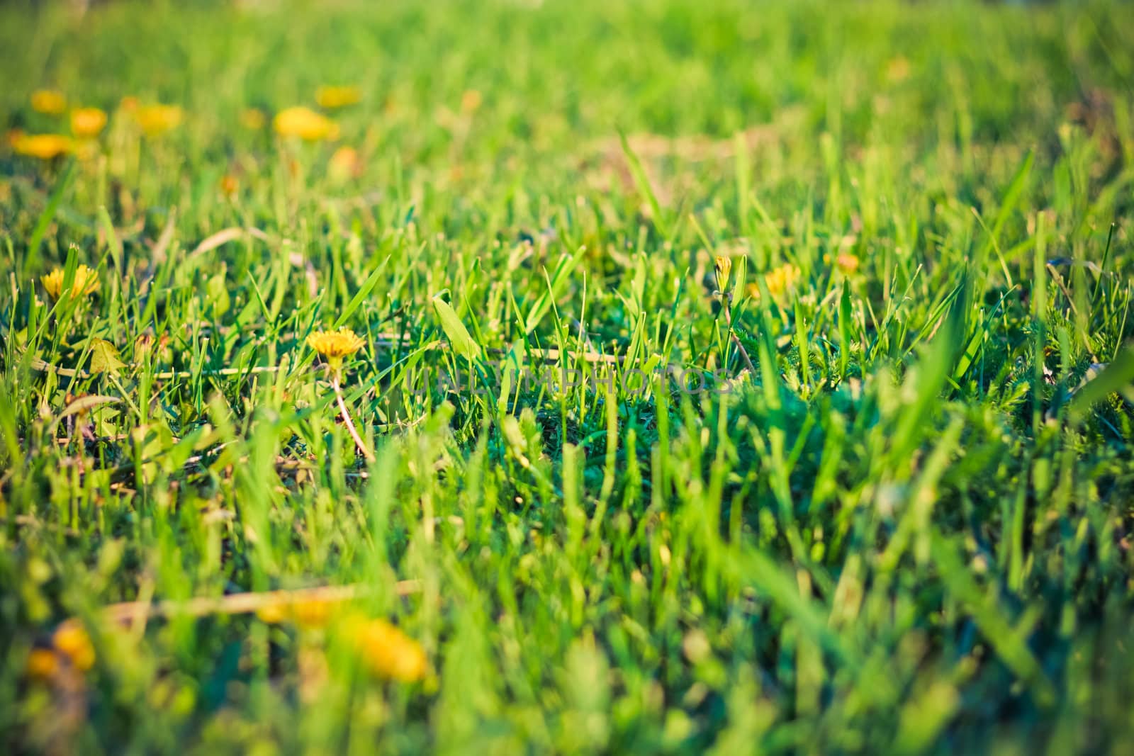 fresh spring green grass background