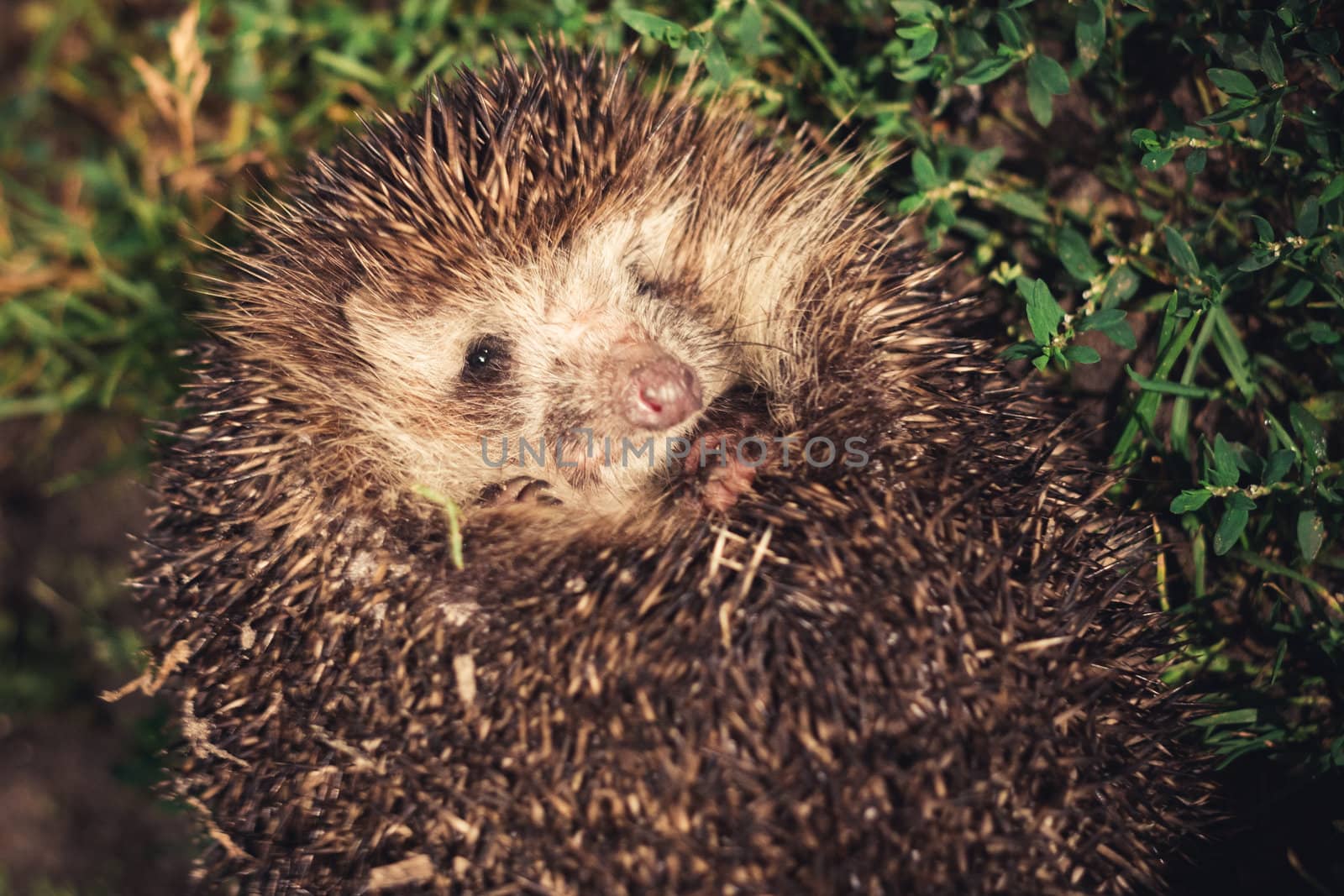 hedgehog during the night escapade