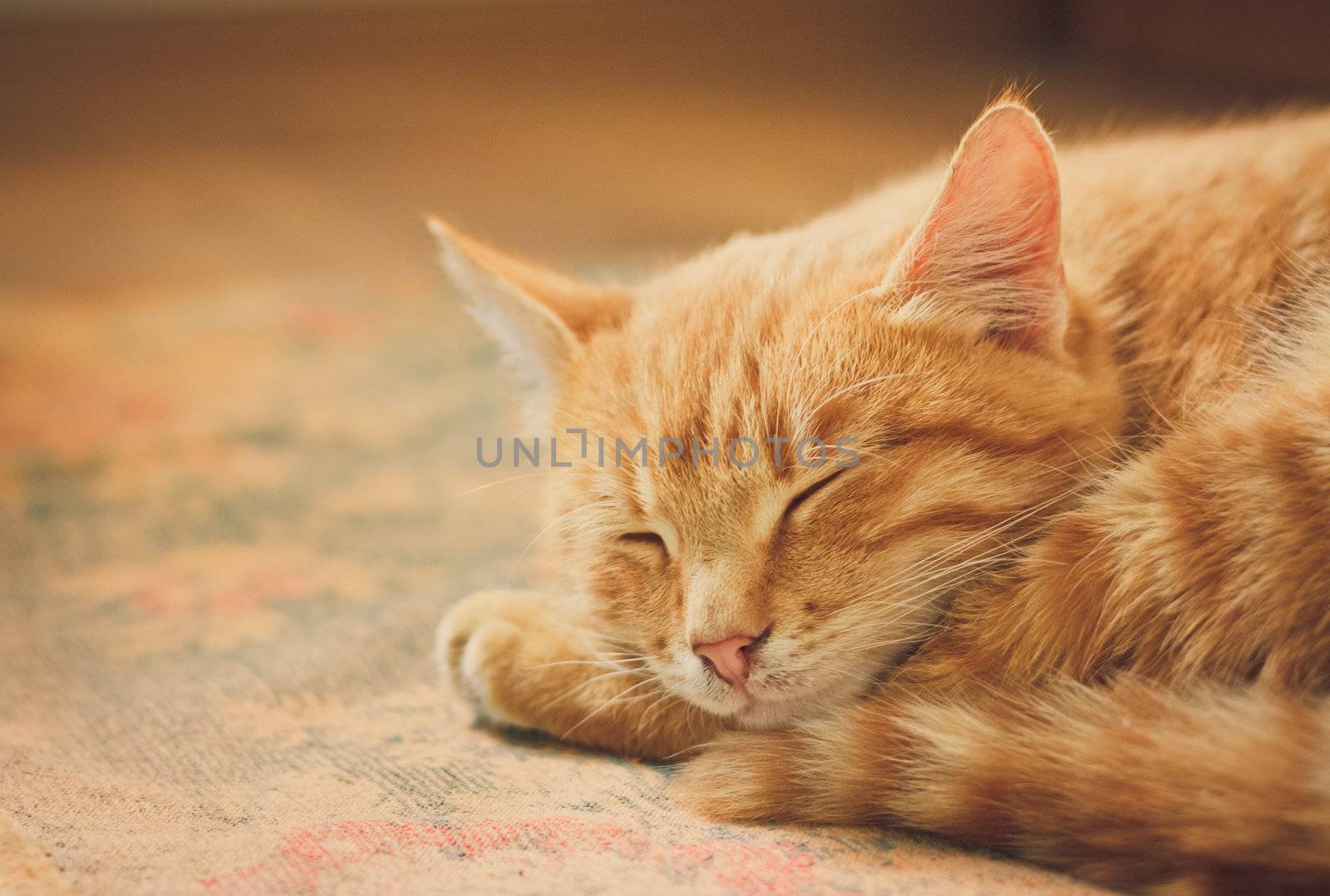 peaceful orange tabby male kitten curled up sleeping