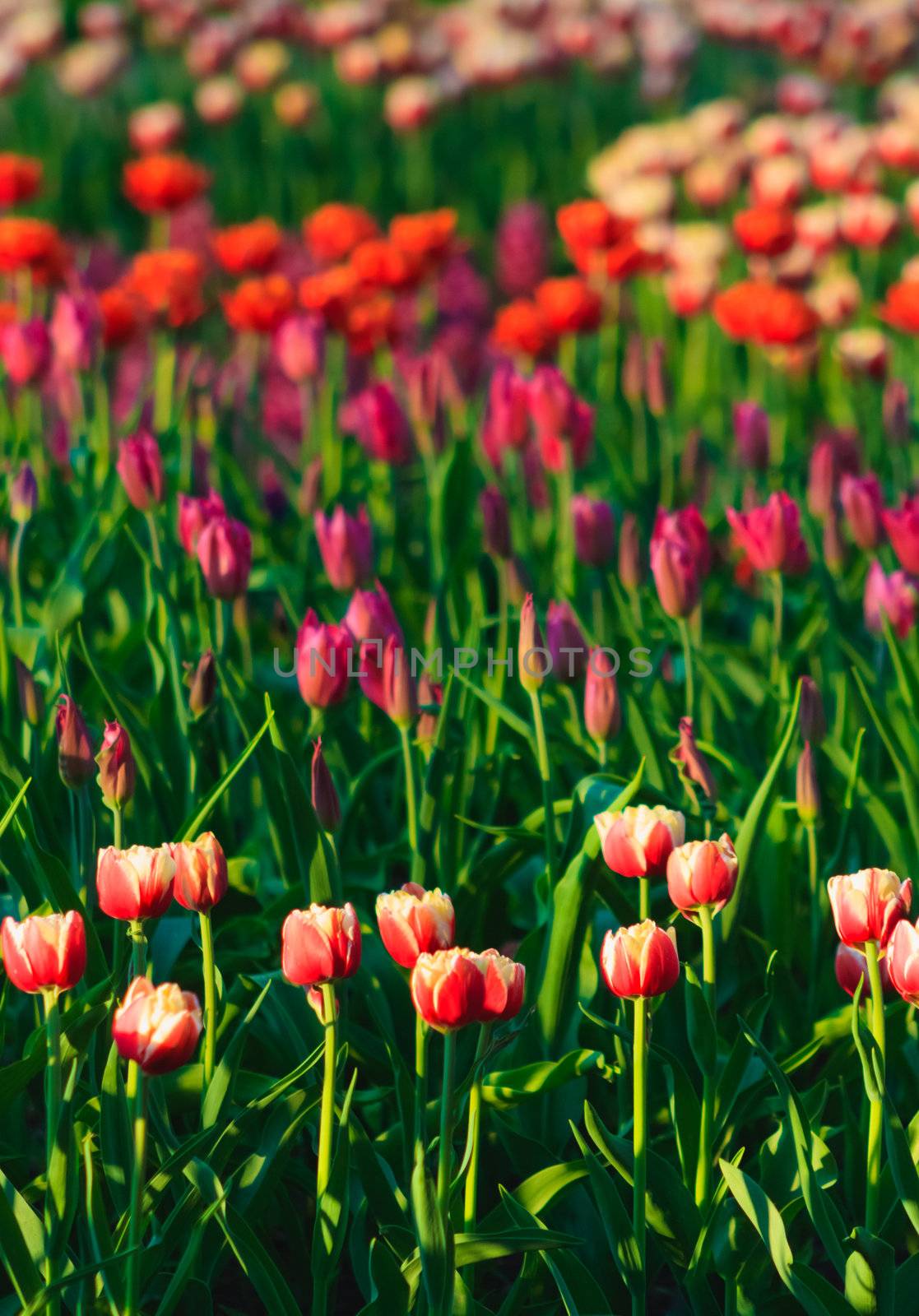 Red and Yellow Tulips in A Garden by ryhor