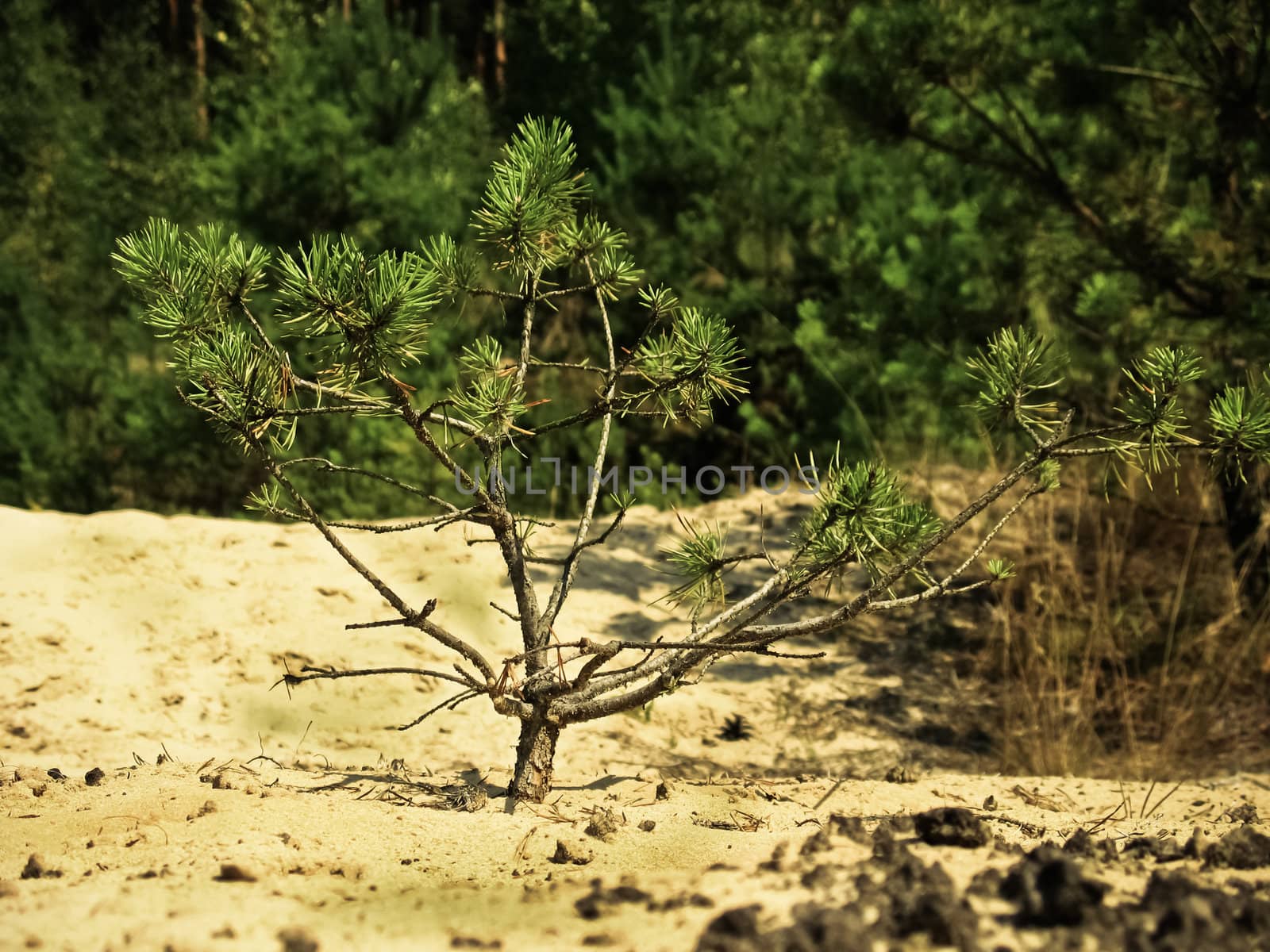 Small tree in the field by ryhor