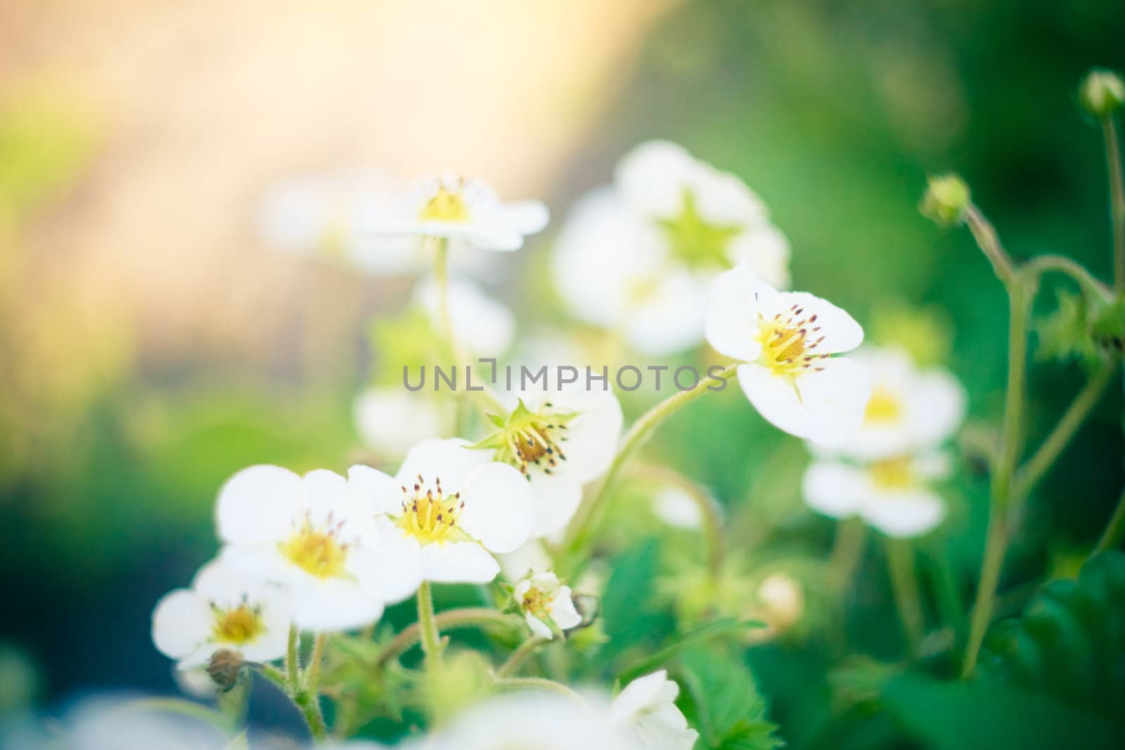 Detail of strawberry flowers on green background.