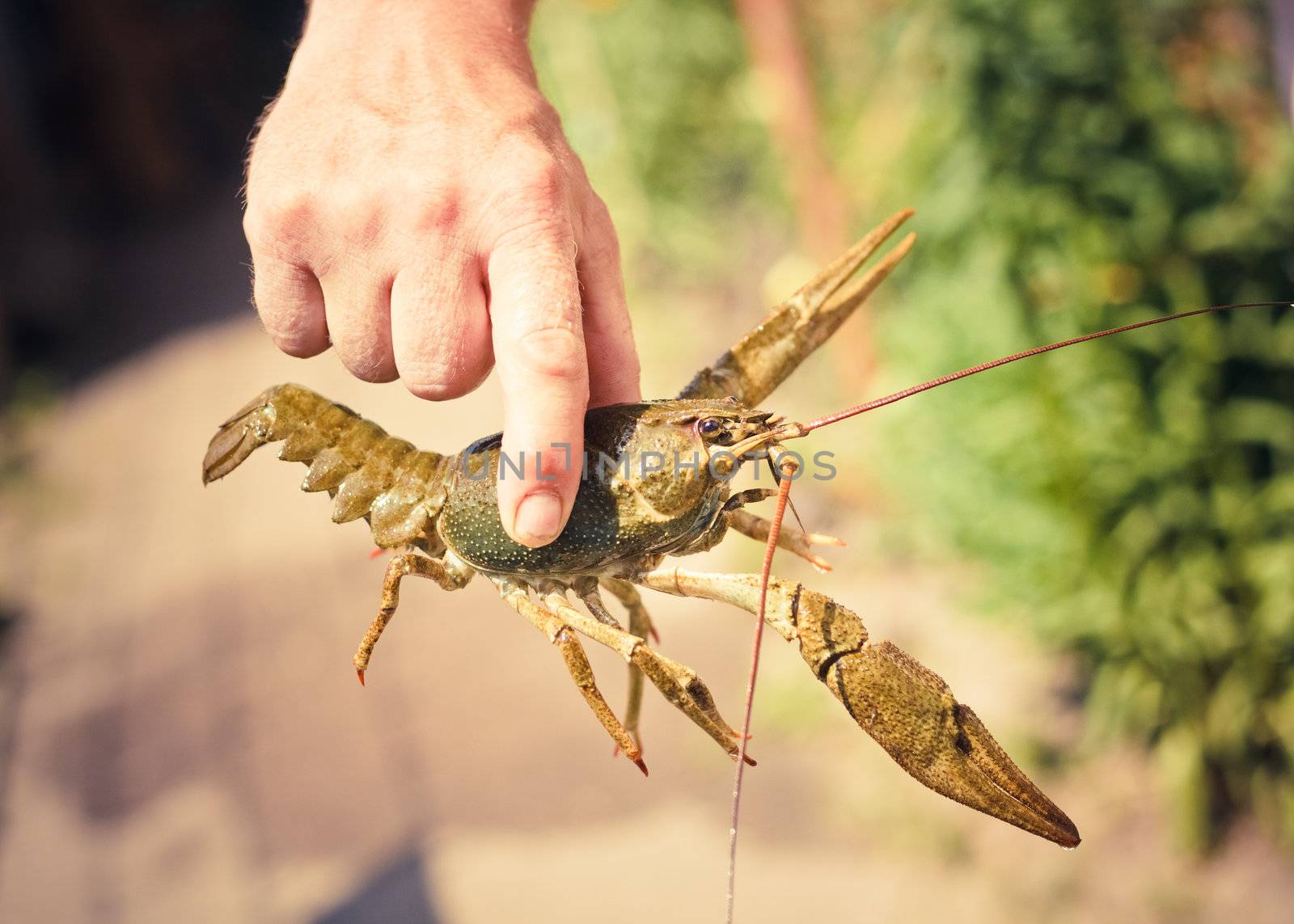 The crawfish in hand near the river.