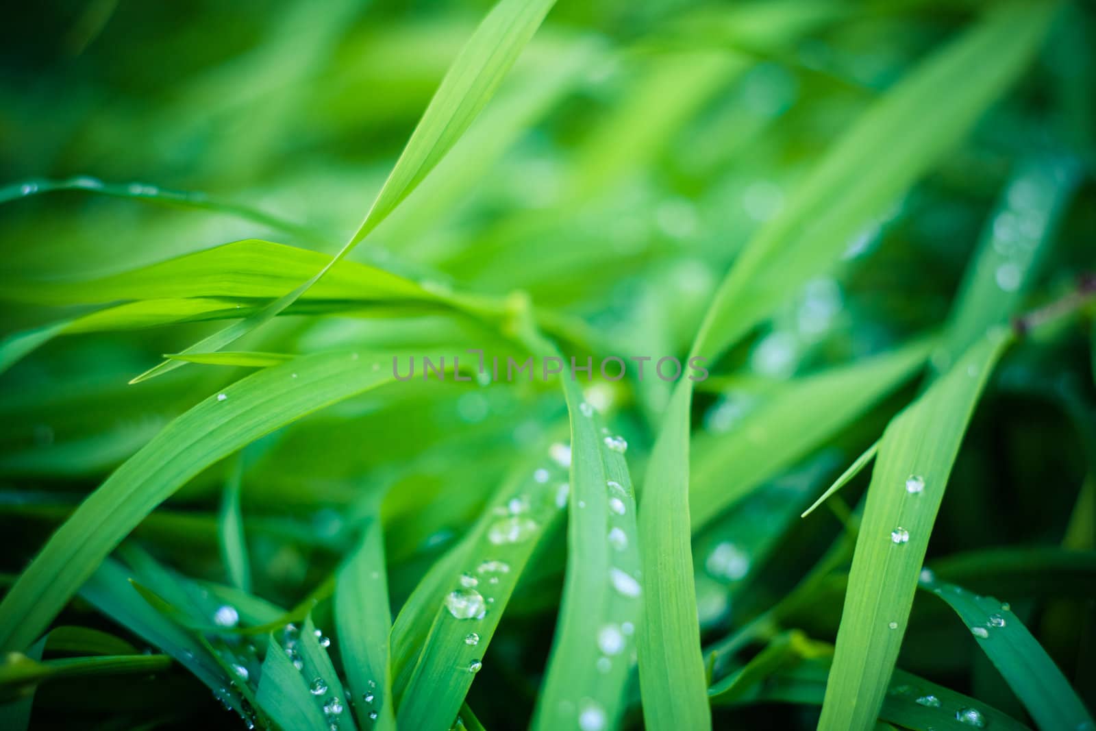 Water drops on the fresh green grass by ryhor