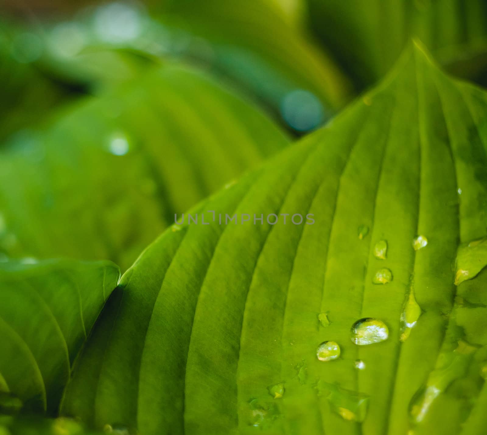 Water drops on green plant