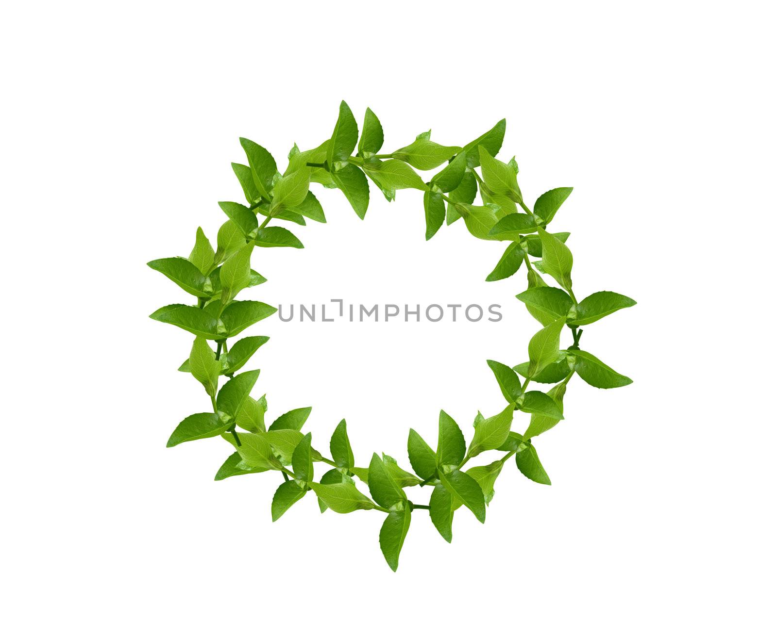 Laurel Wreath made by fresh Green leaves isolated on white,