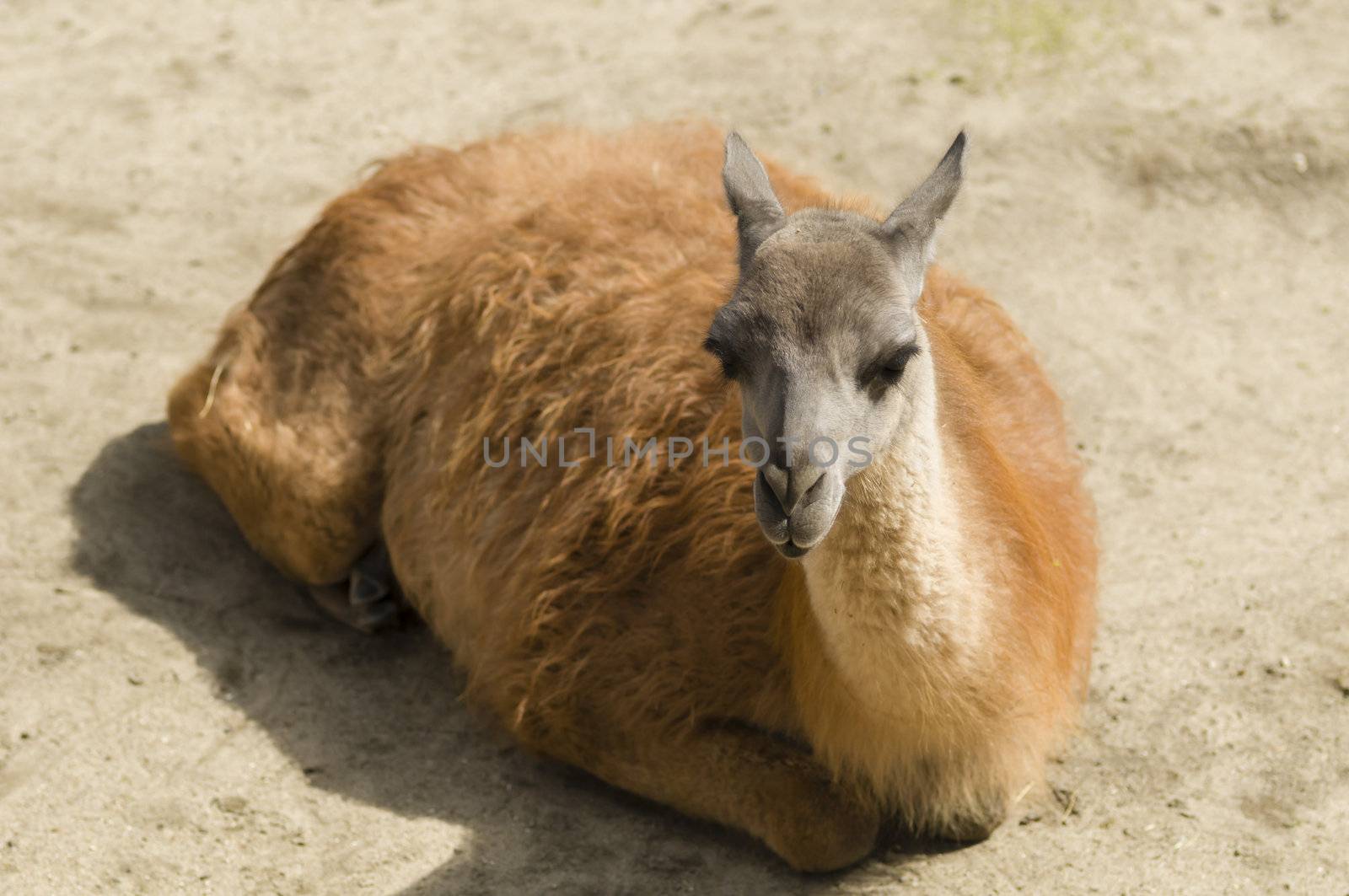 Young lama sitting on ground