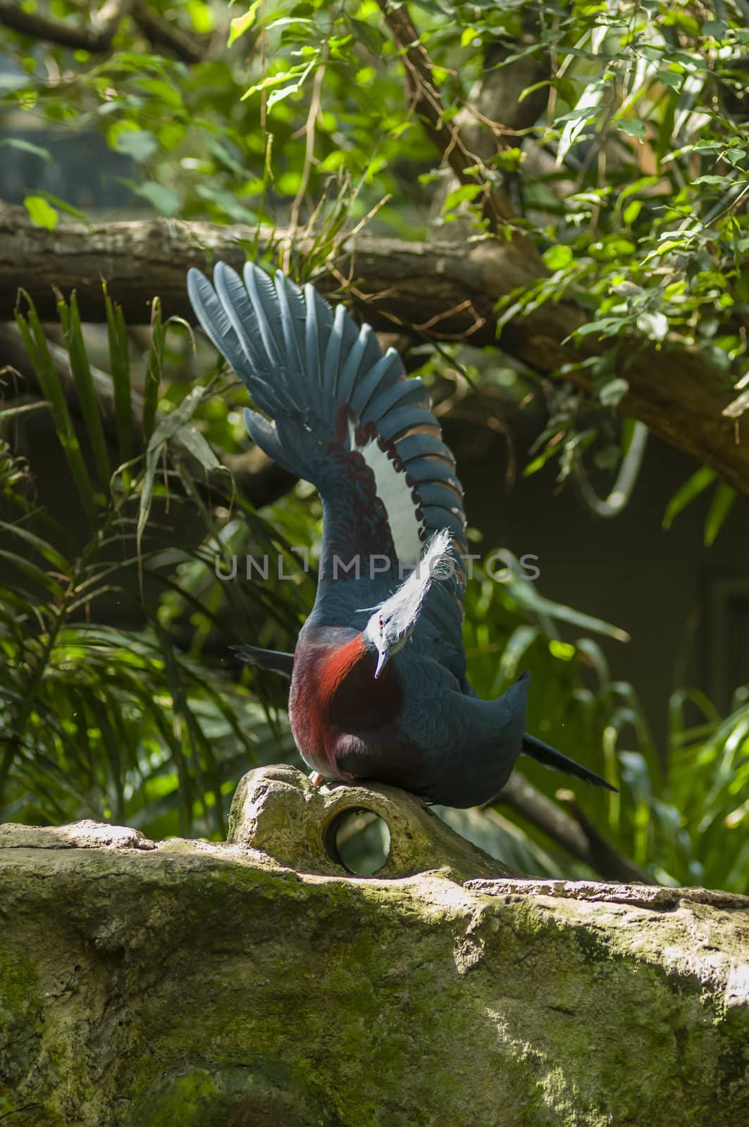 Crowned dove bathing in the sun