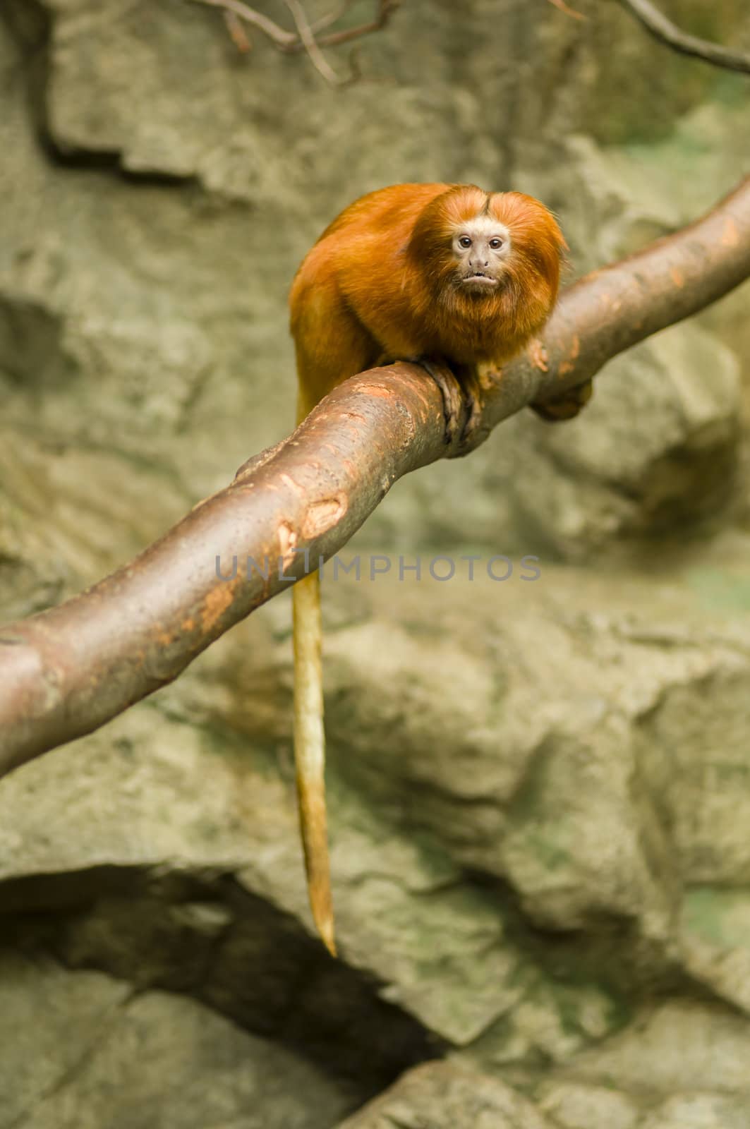 Lion tamarin monkey on branch