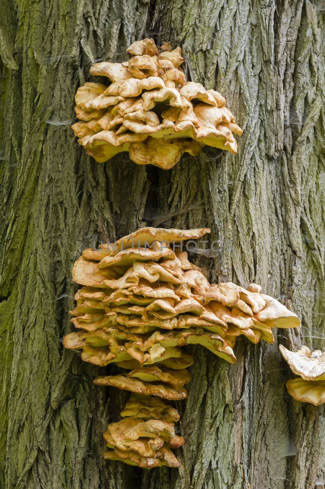 Orange mushrooms growing on tree bark