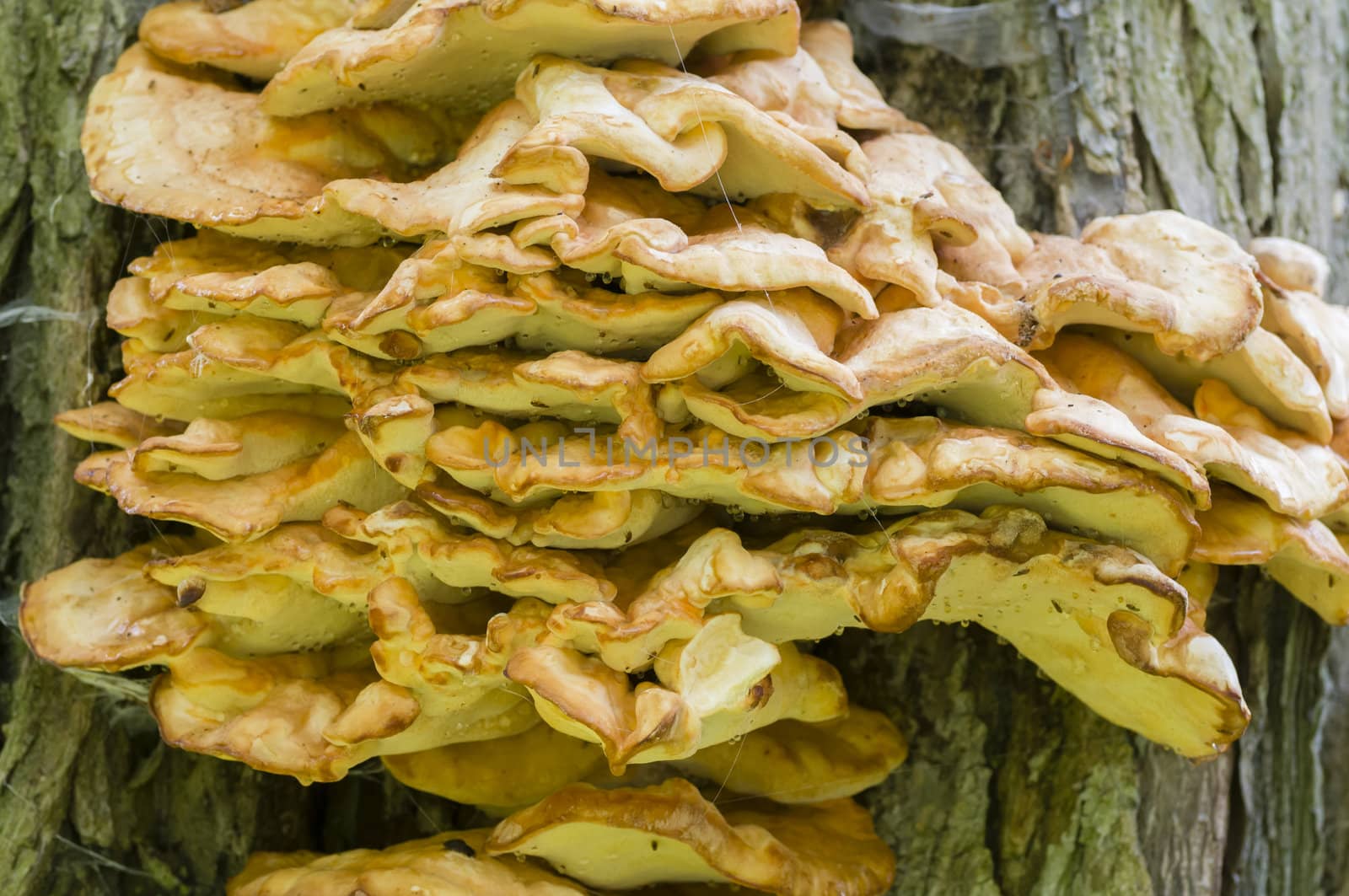 Orange mushrooms growing on tree bark
