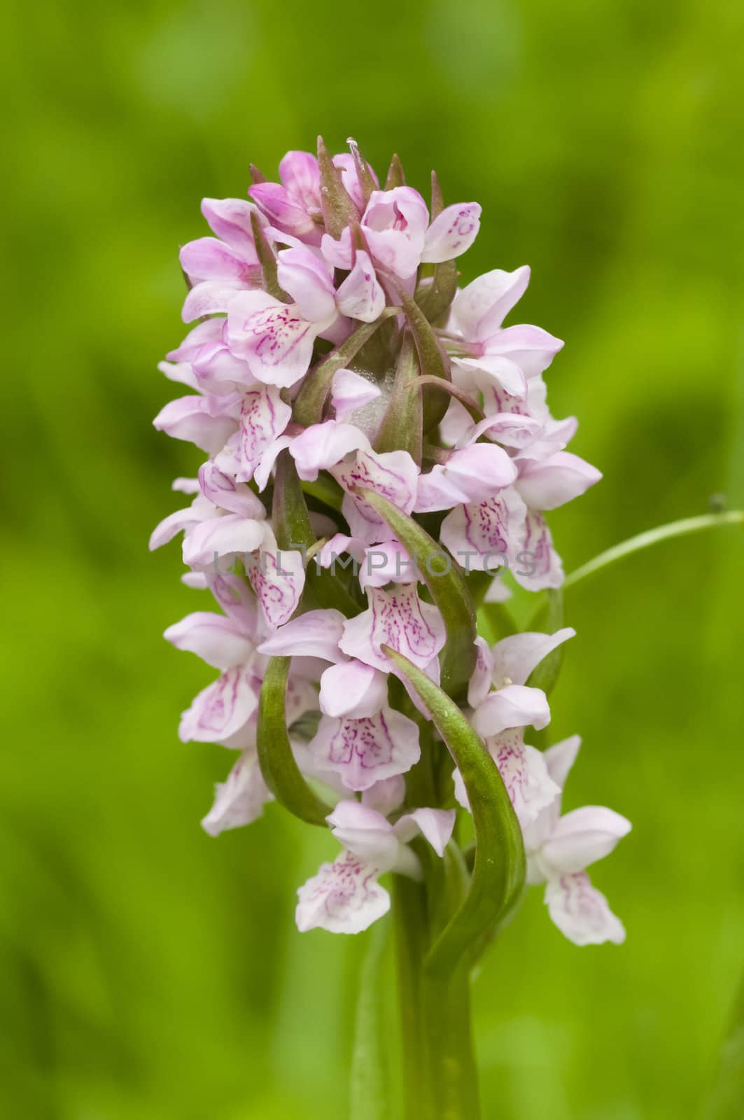 Wild European orchid plant with pink flowers