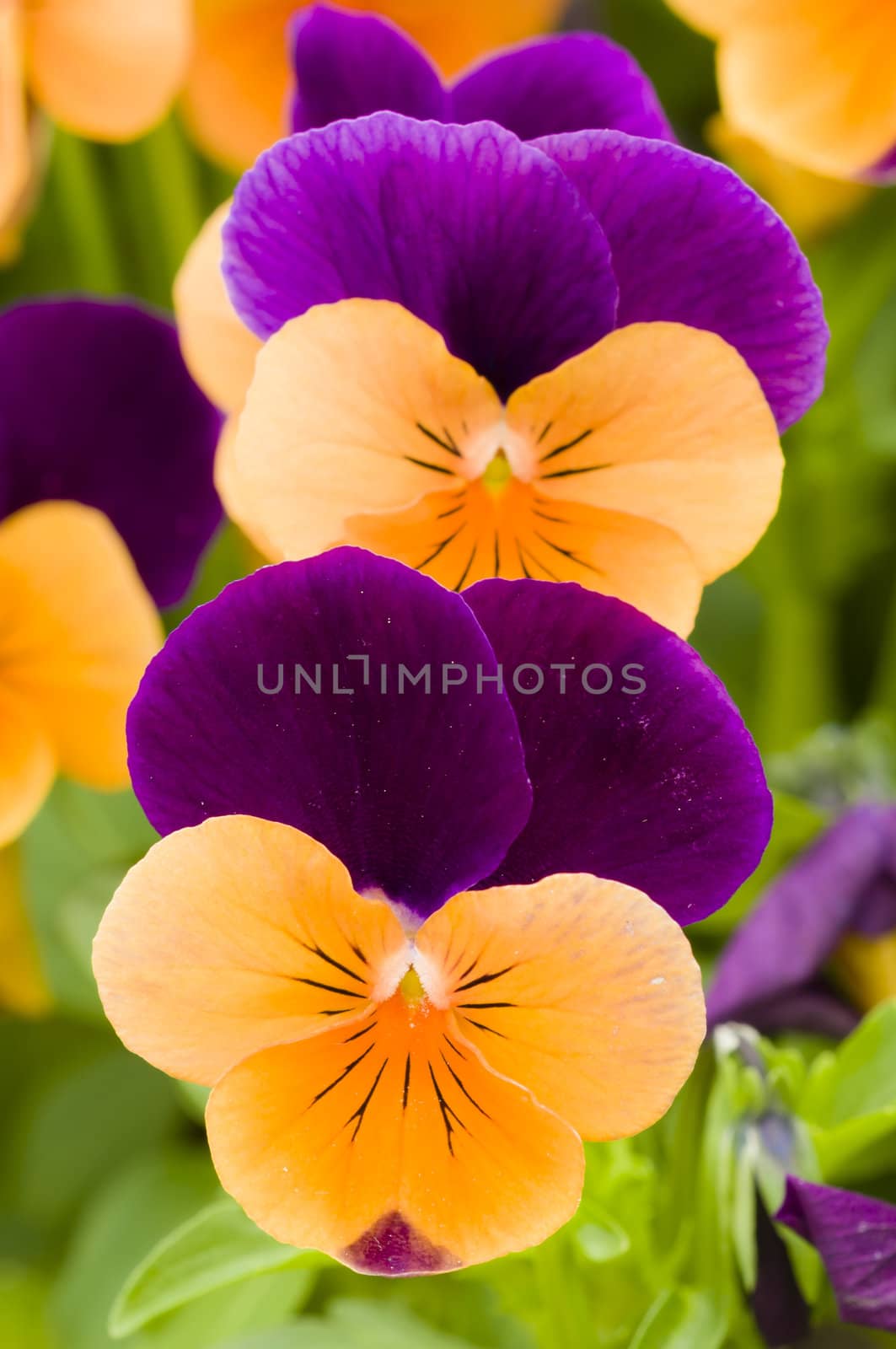 Yellow and purple violet pansy flowers