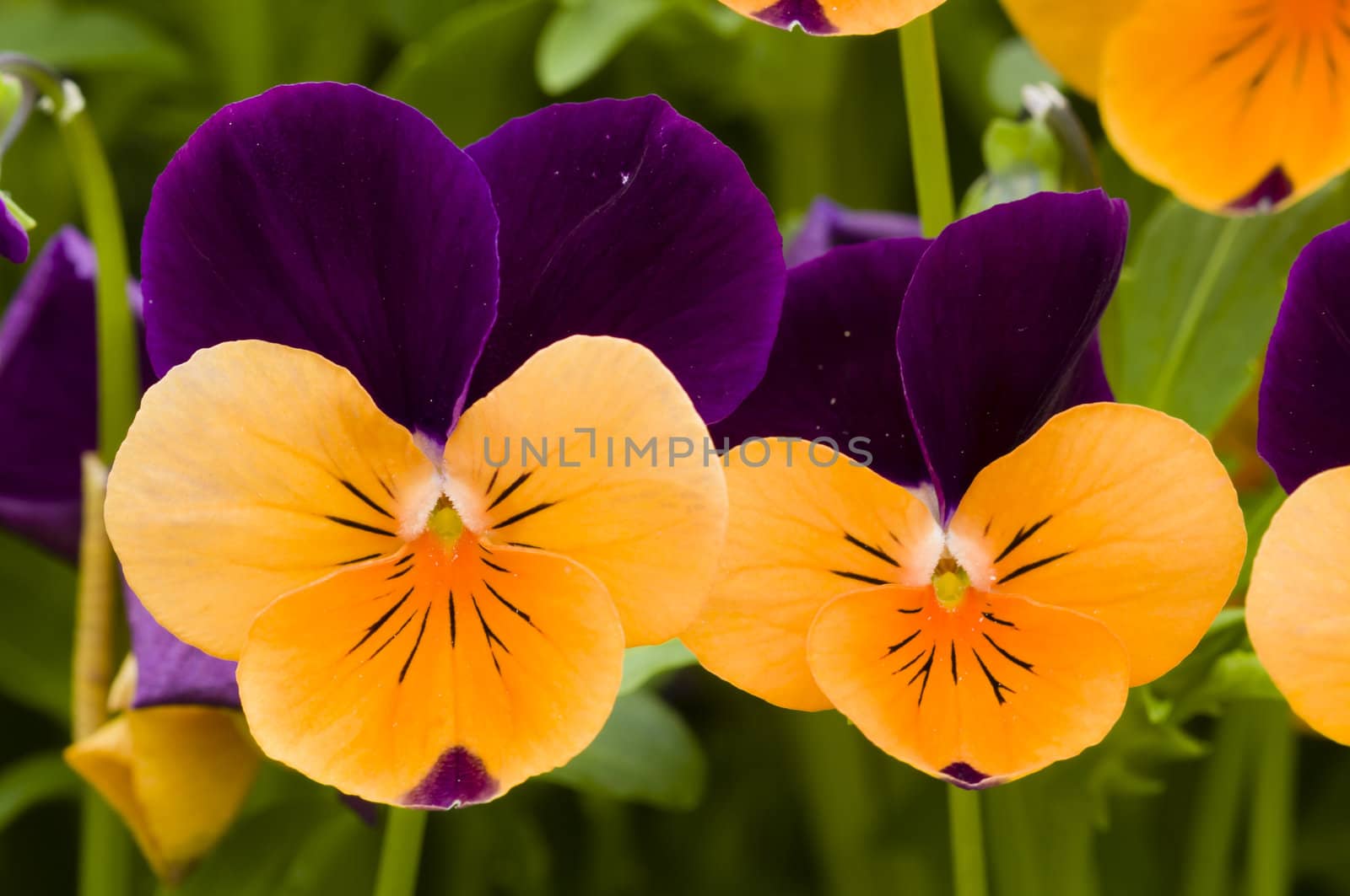 Yellow and purple violet pansy flowers
