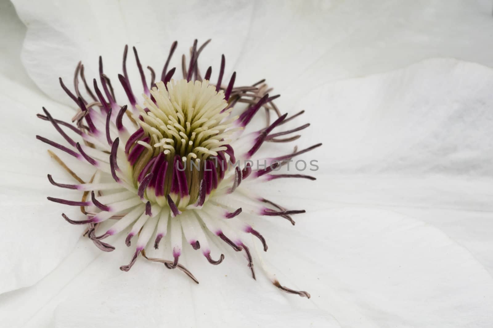 Detail of white Clematis flower