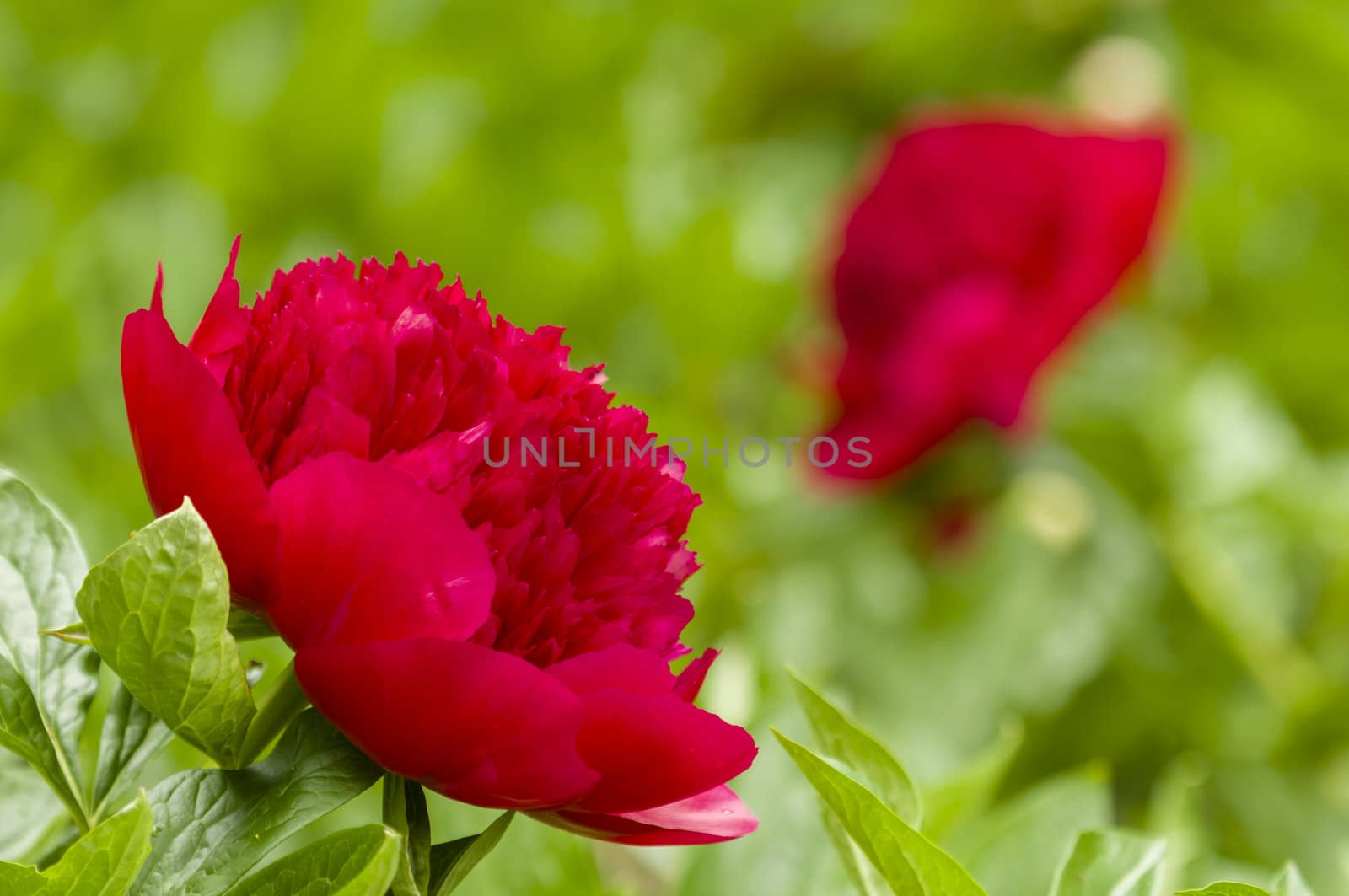 Red Paeon flowers in full bloom
