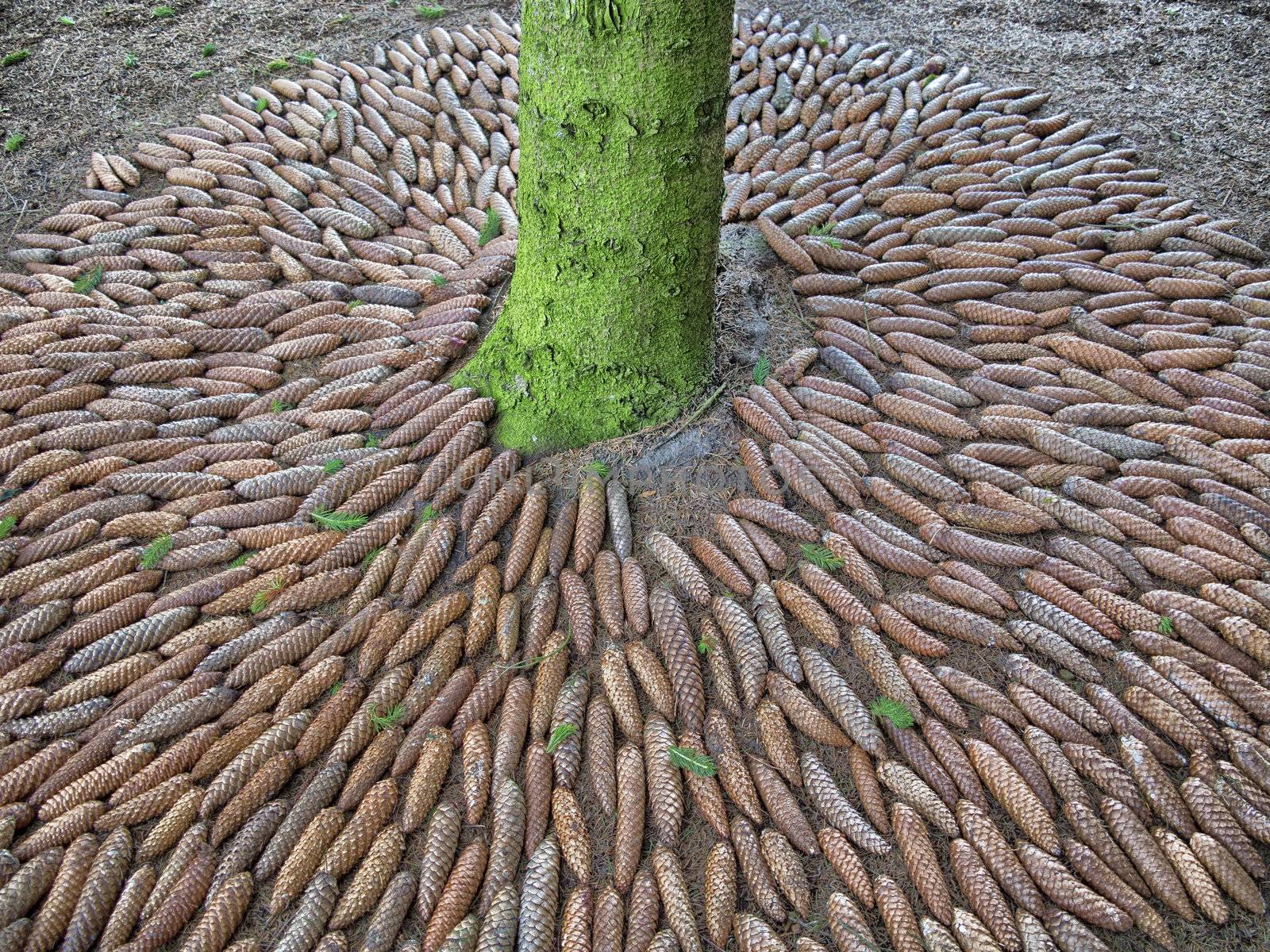 Decorative pattern of cones around pine in a Danish garden.