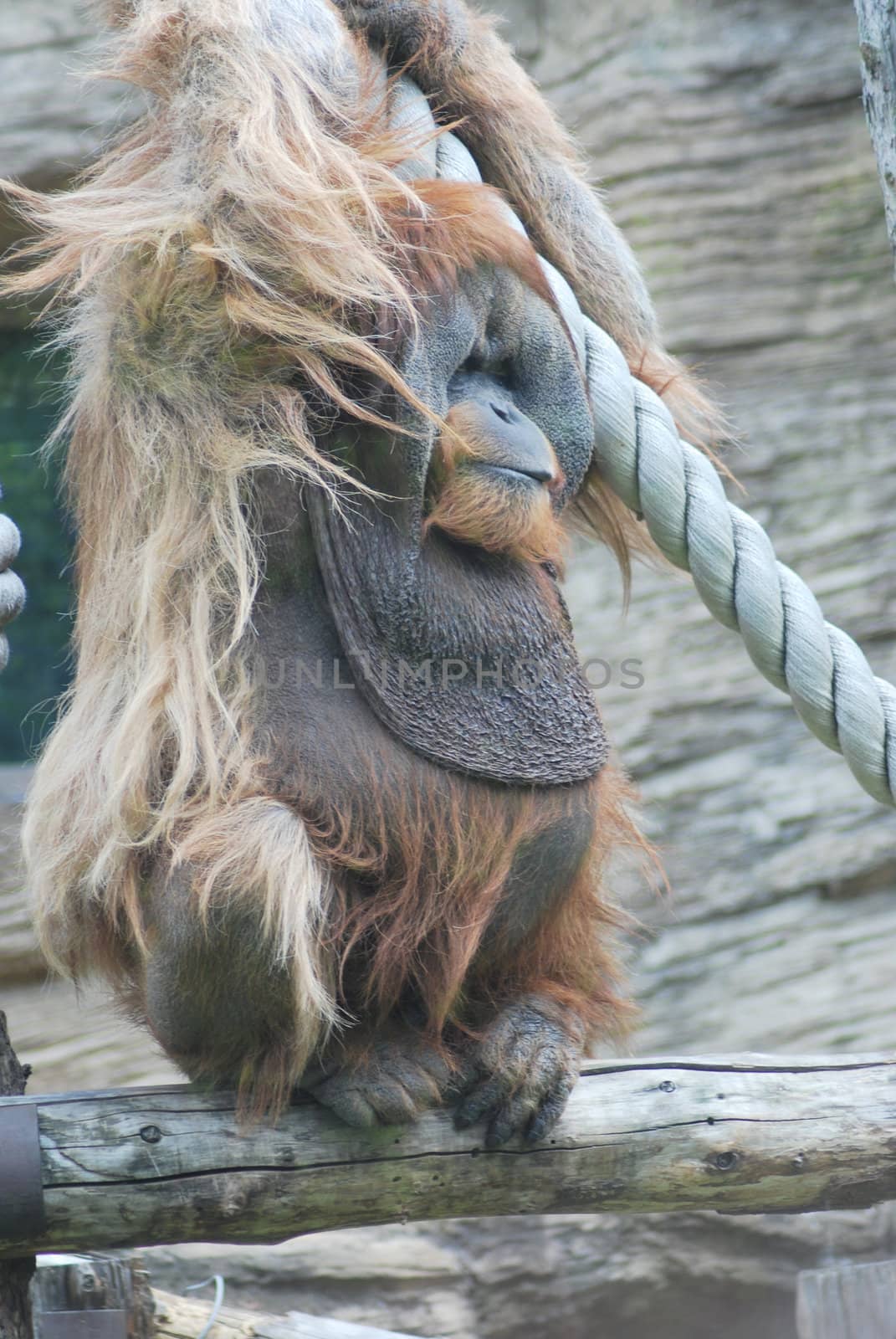 close up of a huge male orangutan by svtrotof