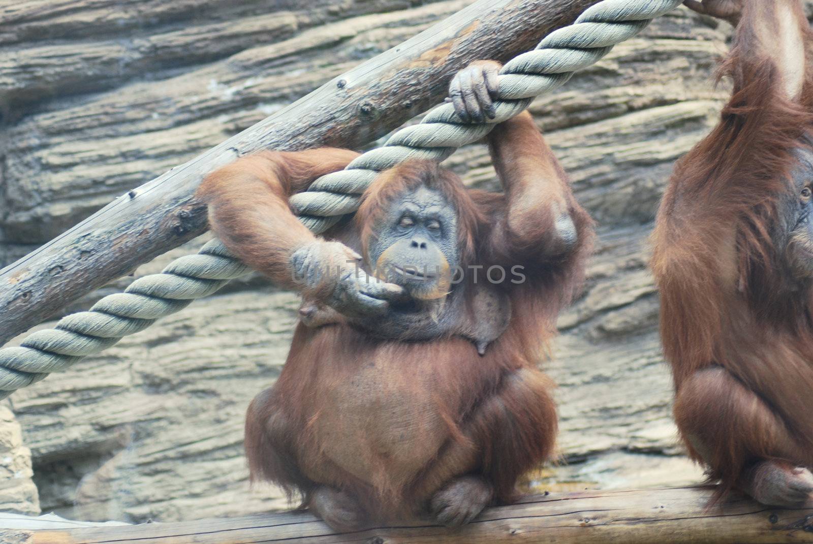 huge female orangutan  thinking and scratching her chin 