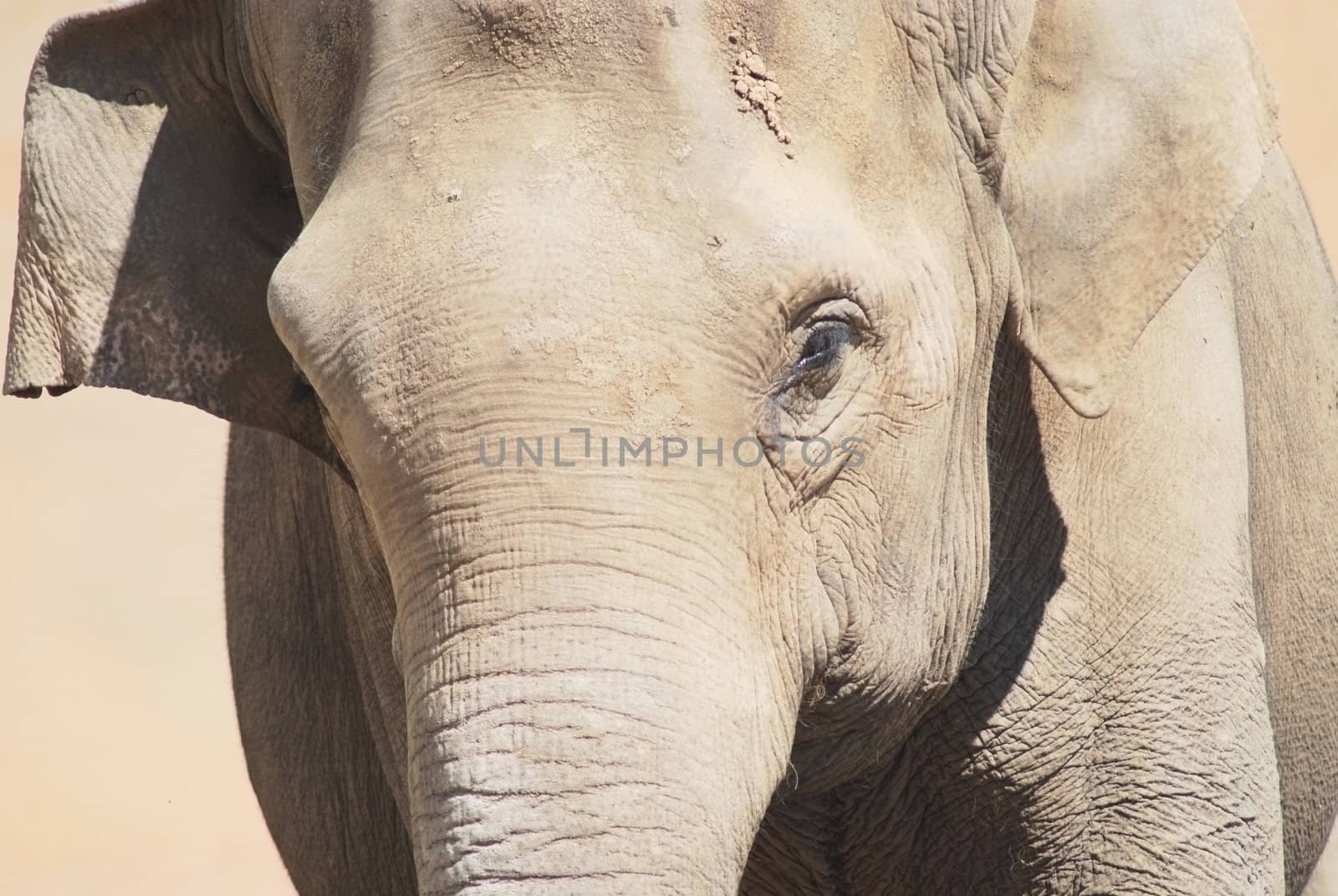 close up of the head and eye of an asian elephant